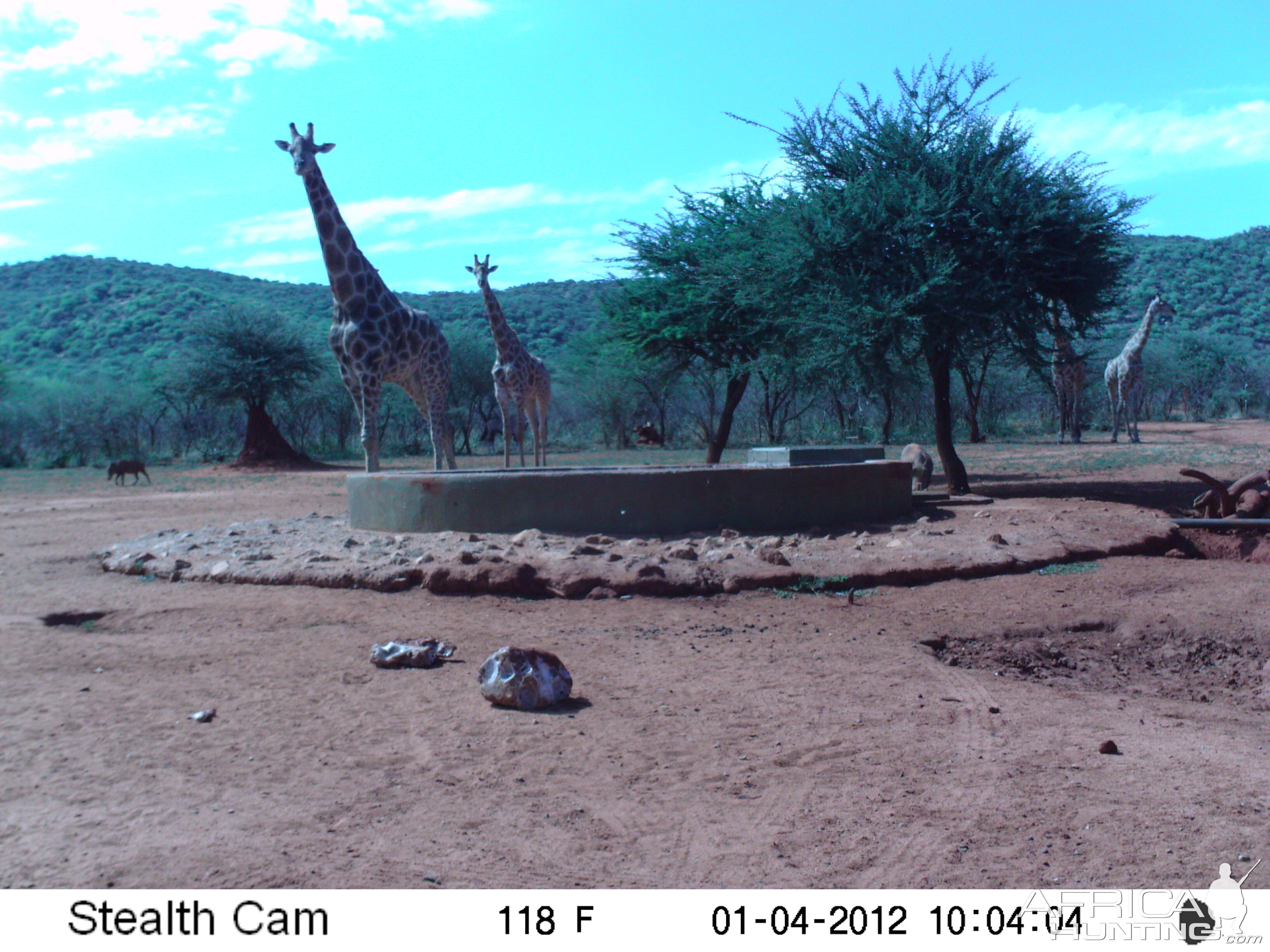 Trail Camera Namibia