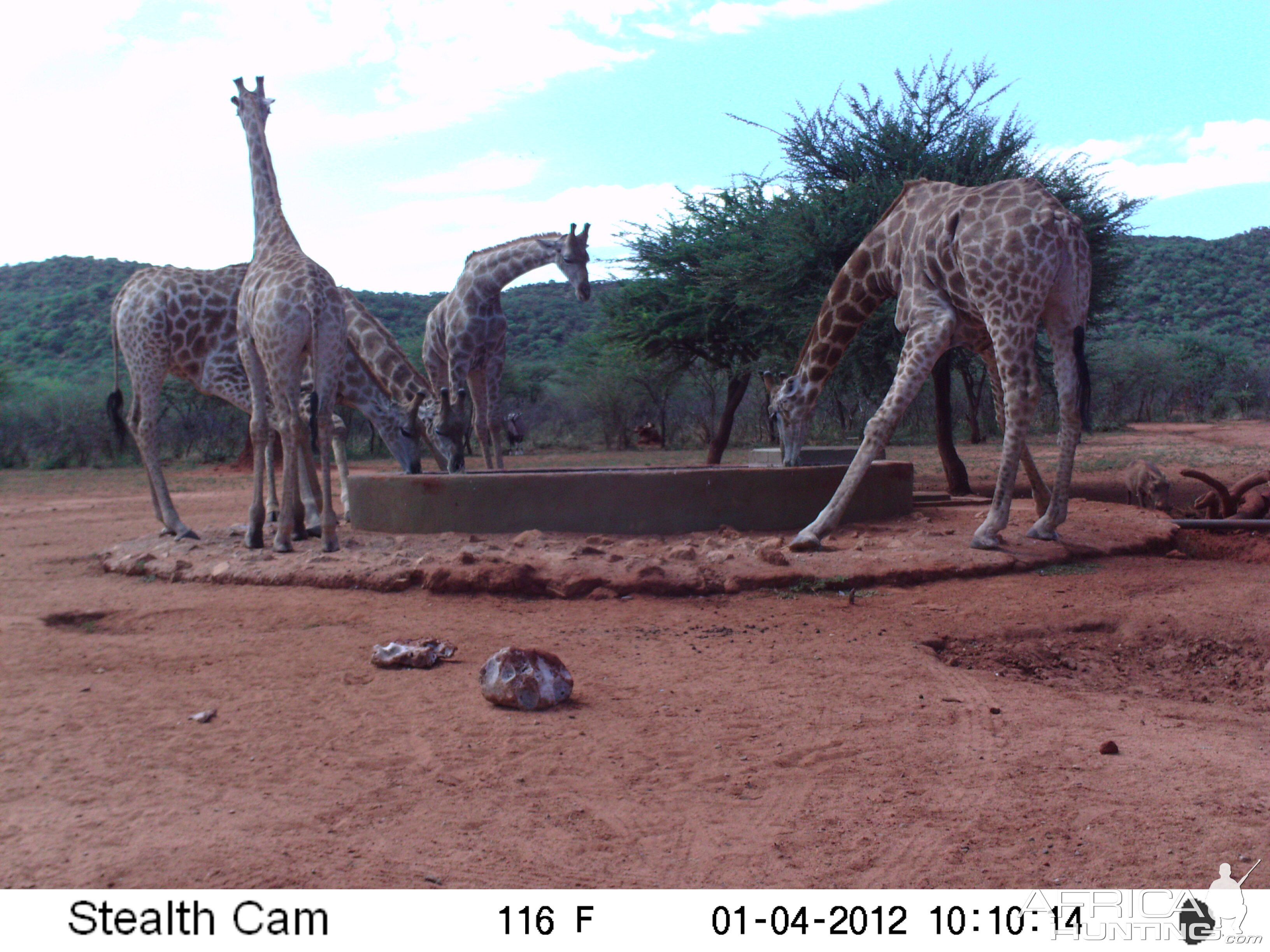 Trail Camera Namibia