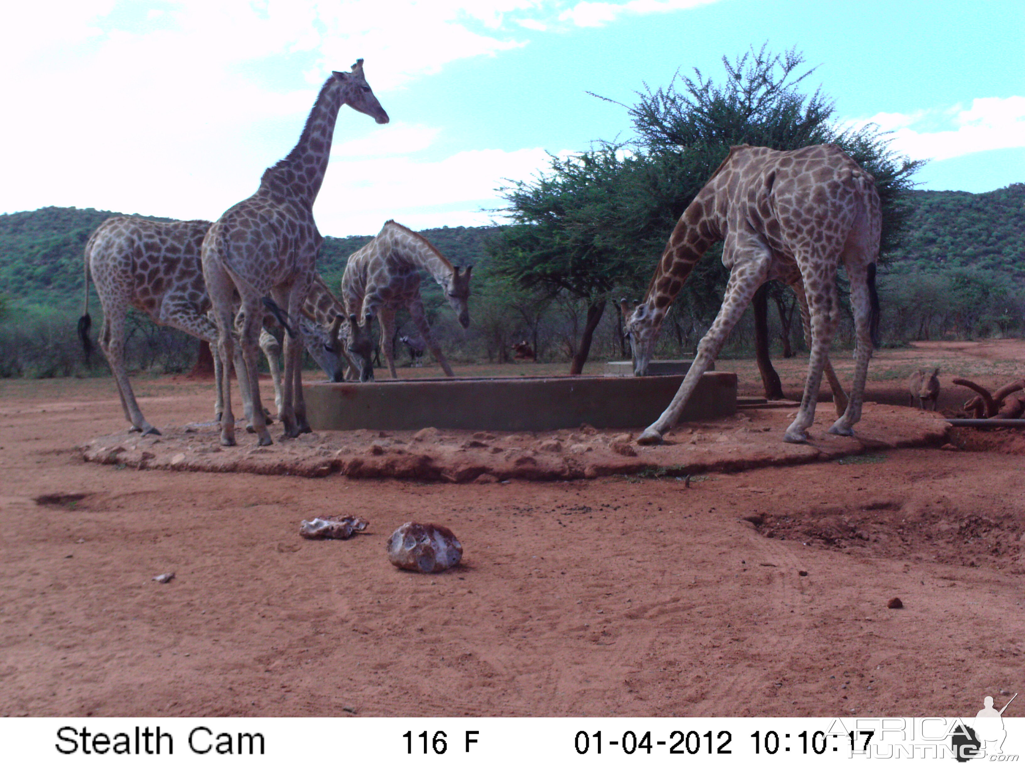 Trail Camera Namibia