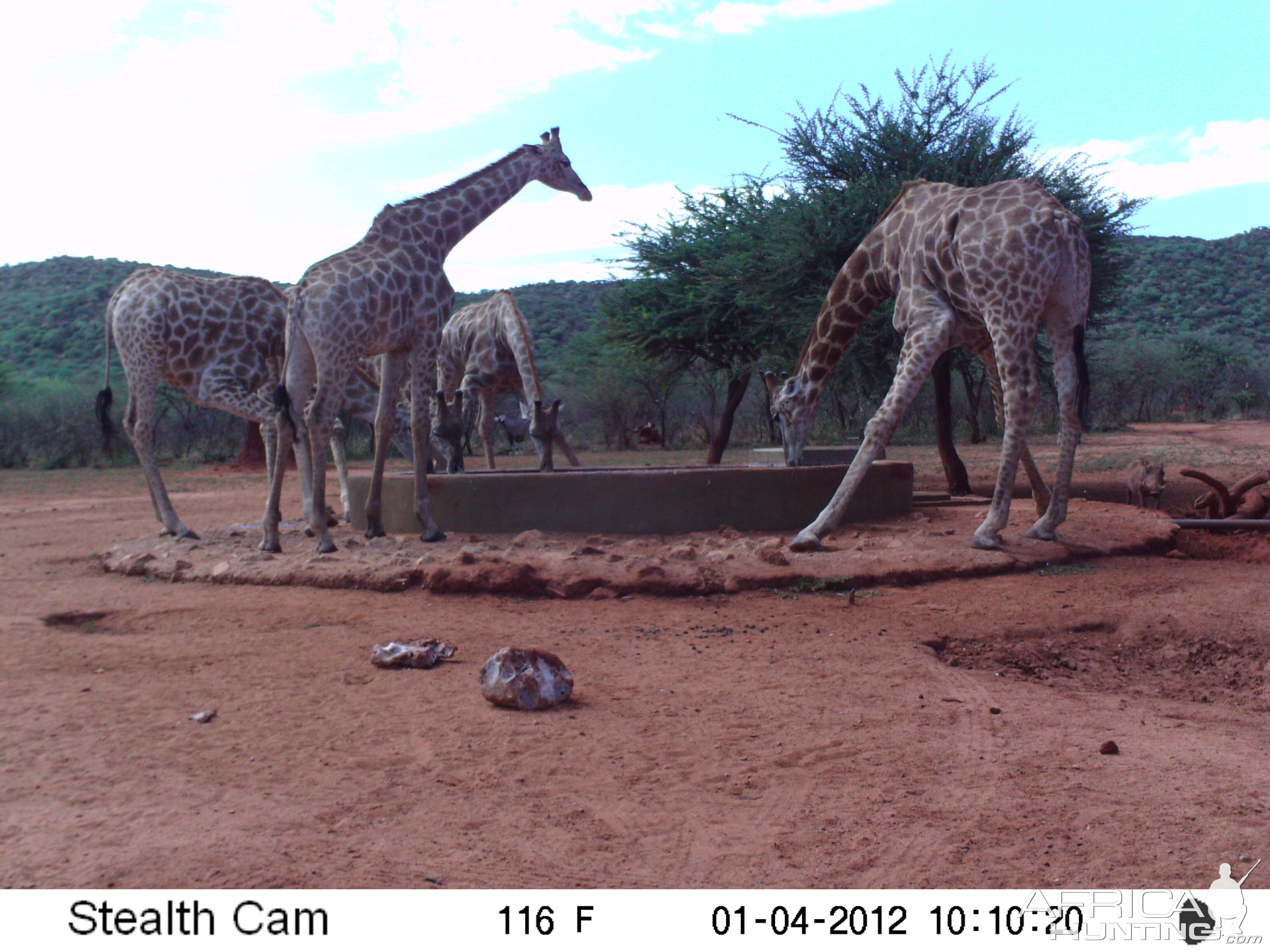 Trail Camera Namibia