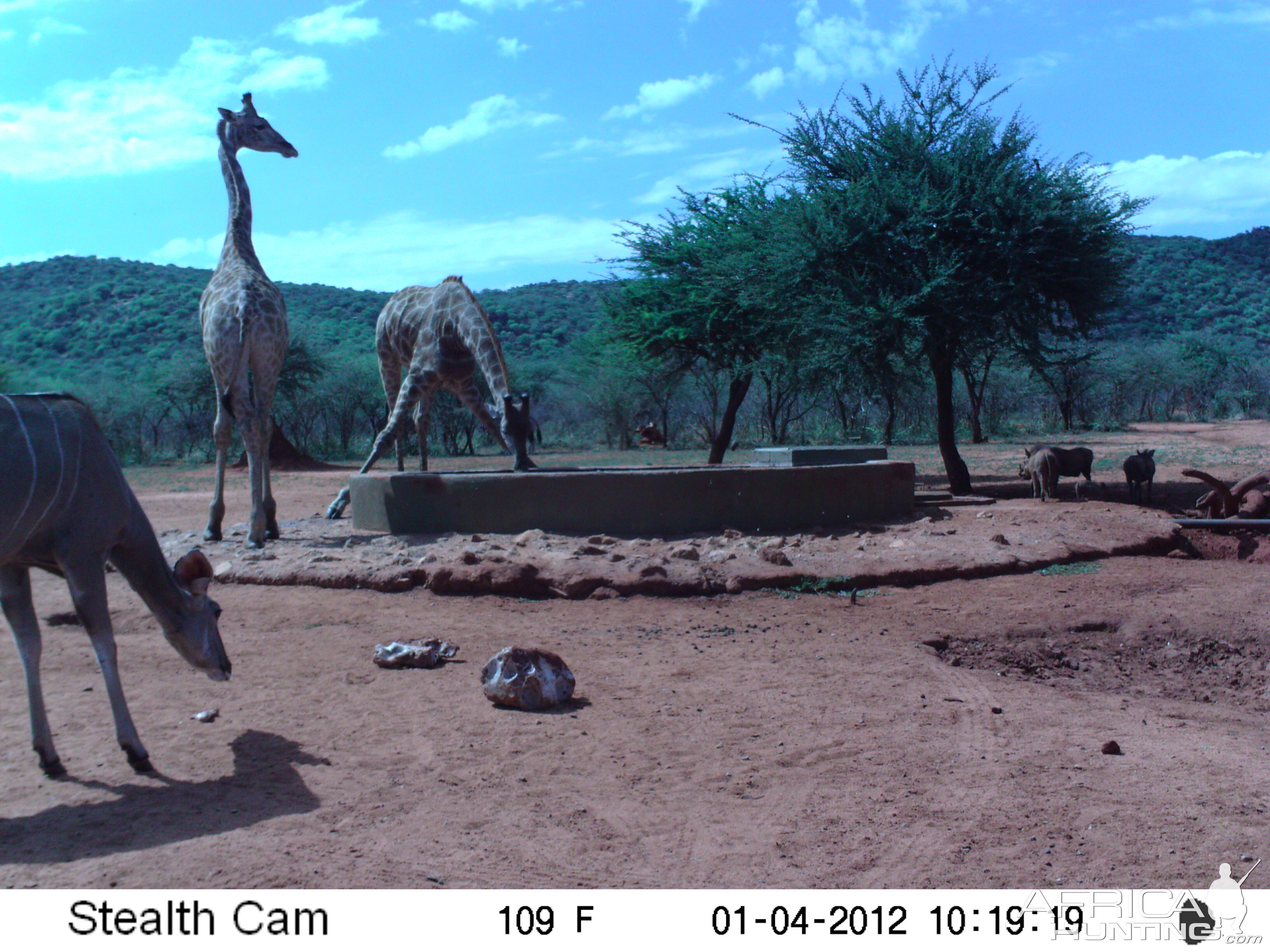 Trail Camera Namibia