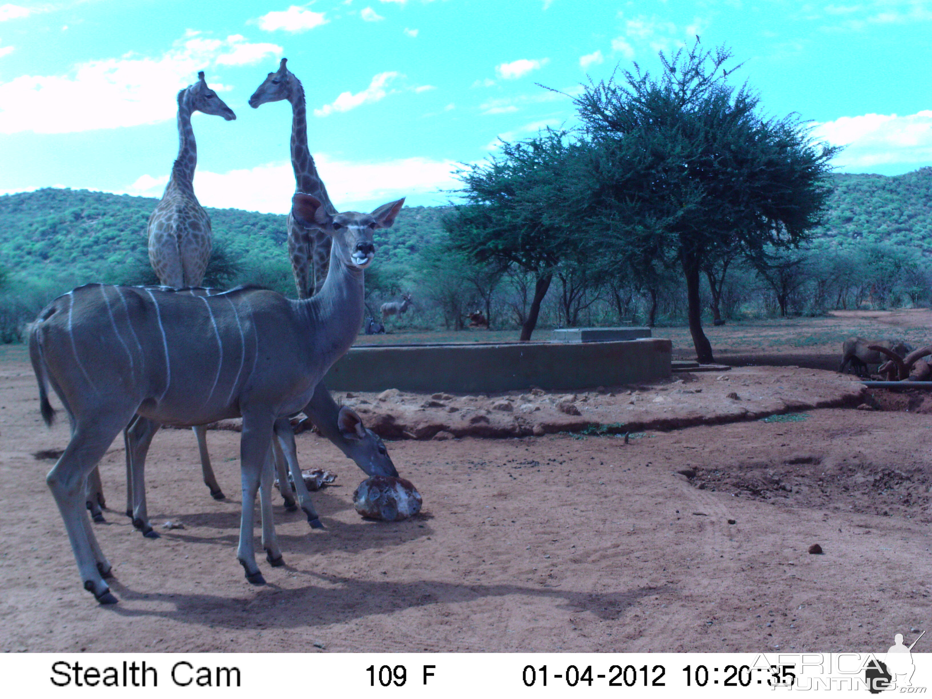 Trail Camera Namibia