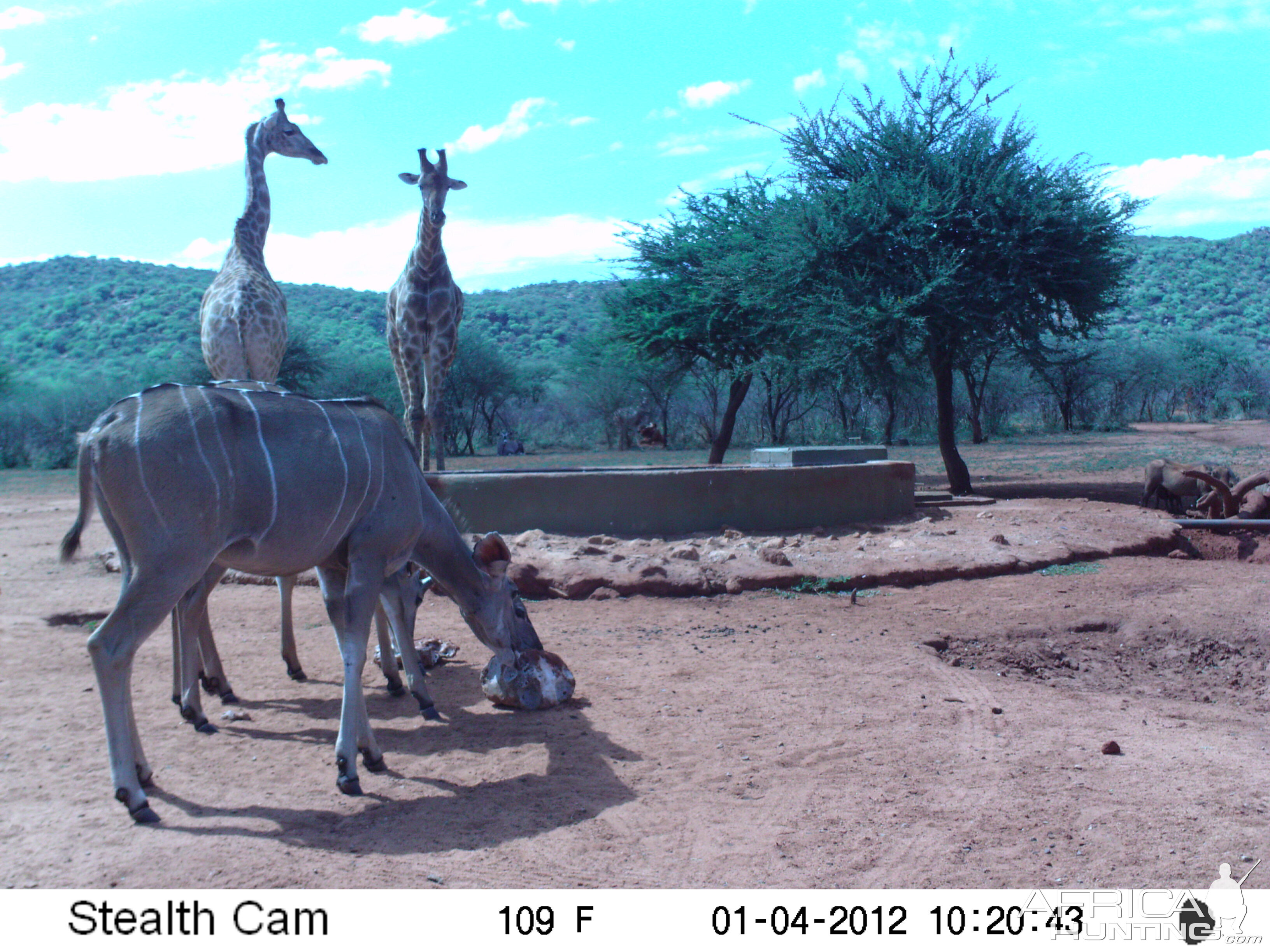 Trail Camera Namibia