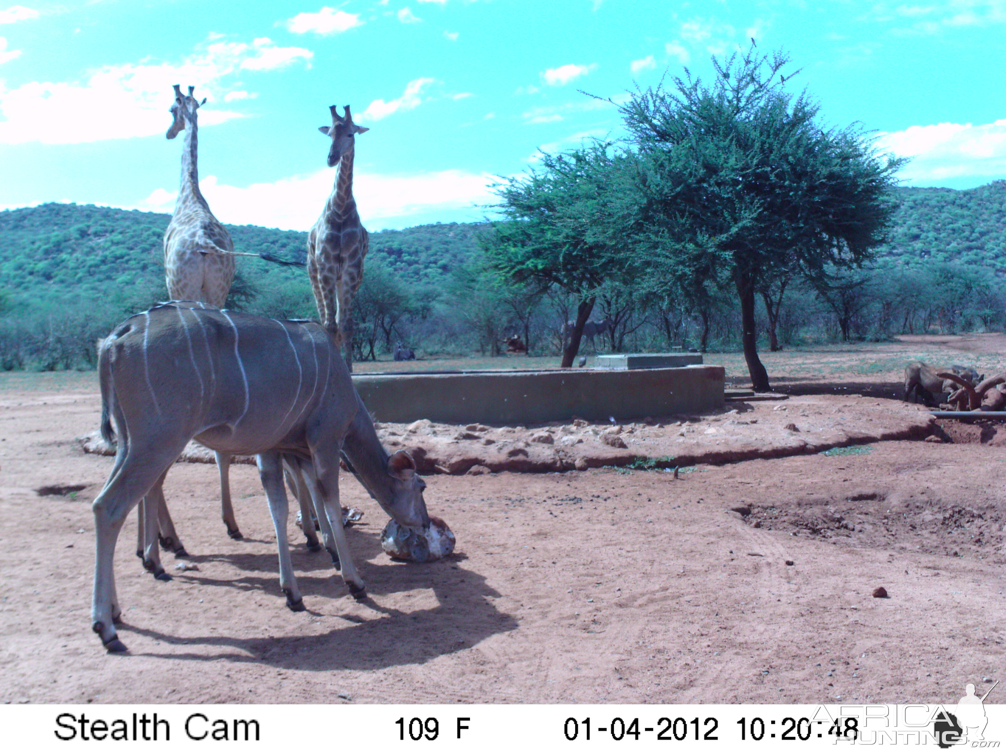 Trail Camera Namibia