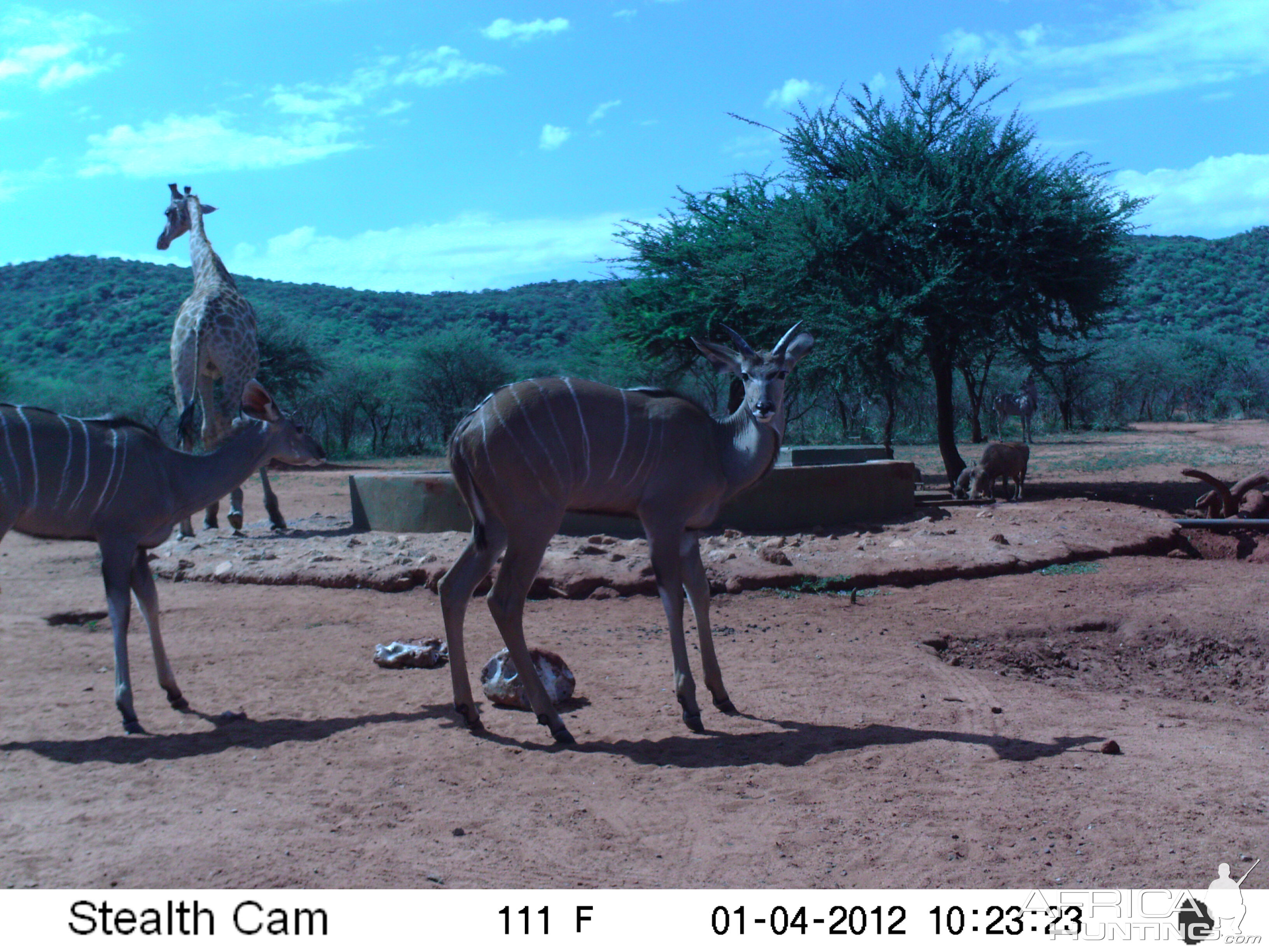 Trail Camera Namibia