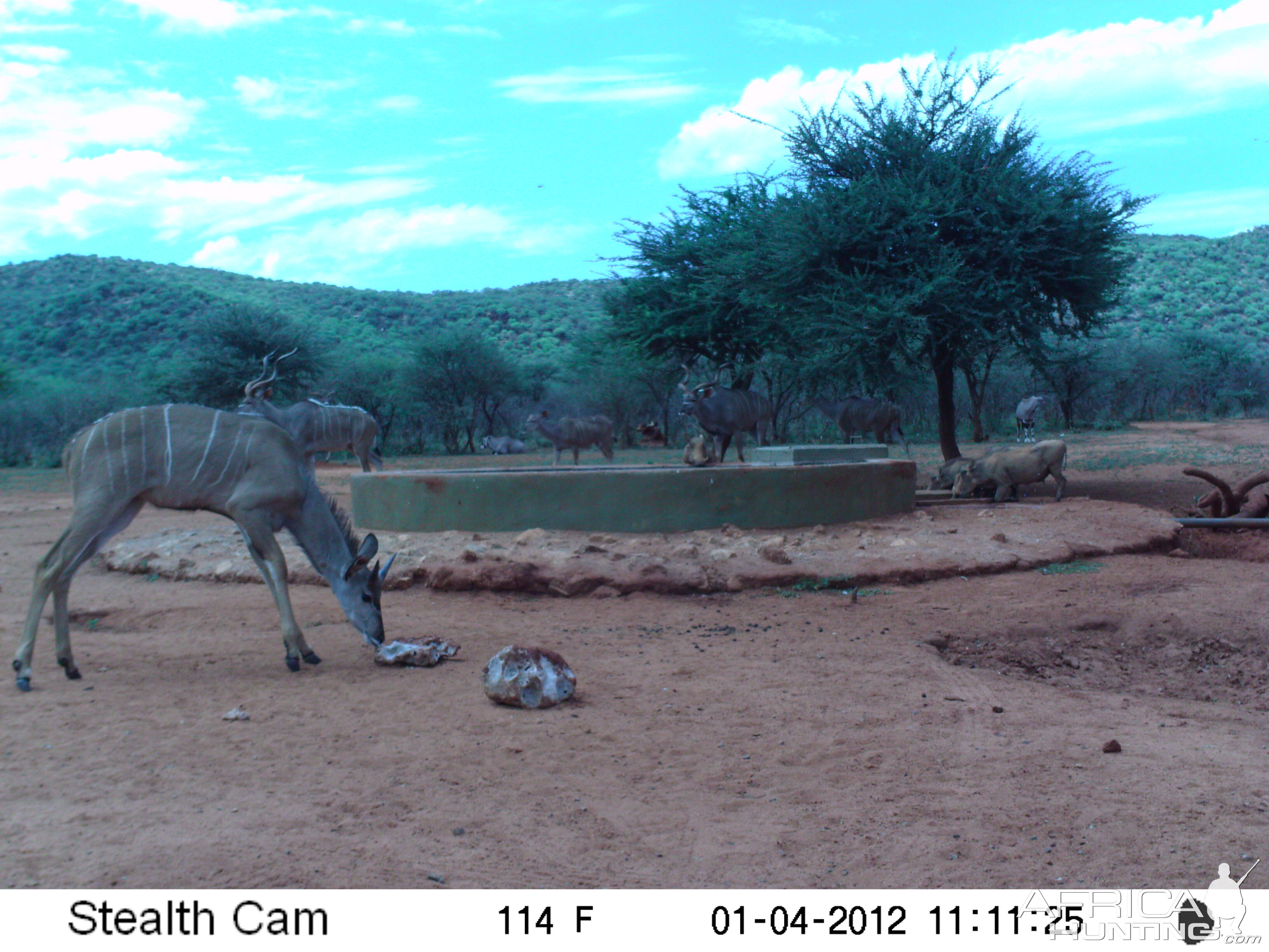 Trail Camera Namibia