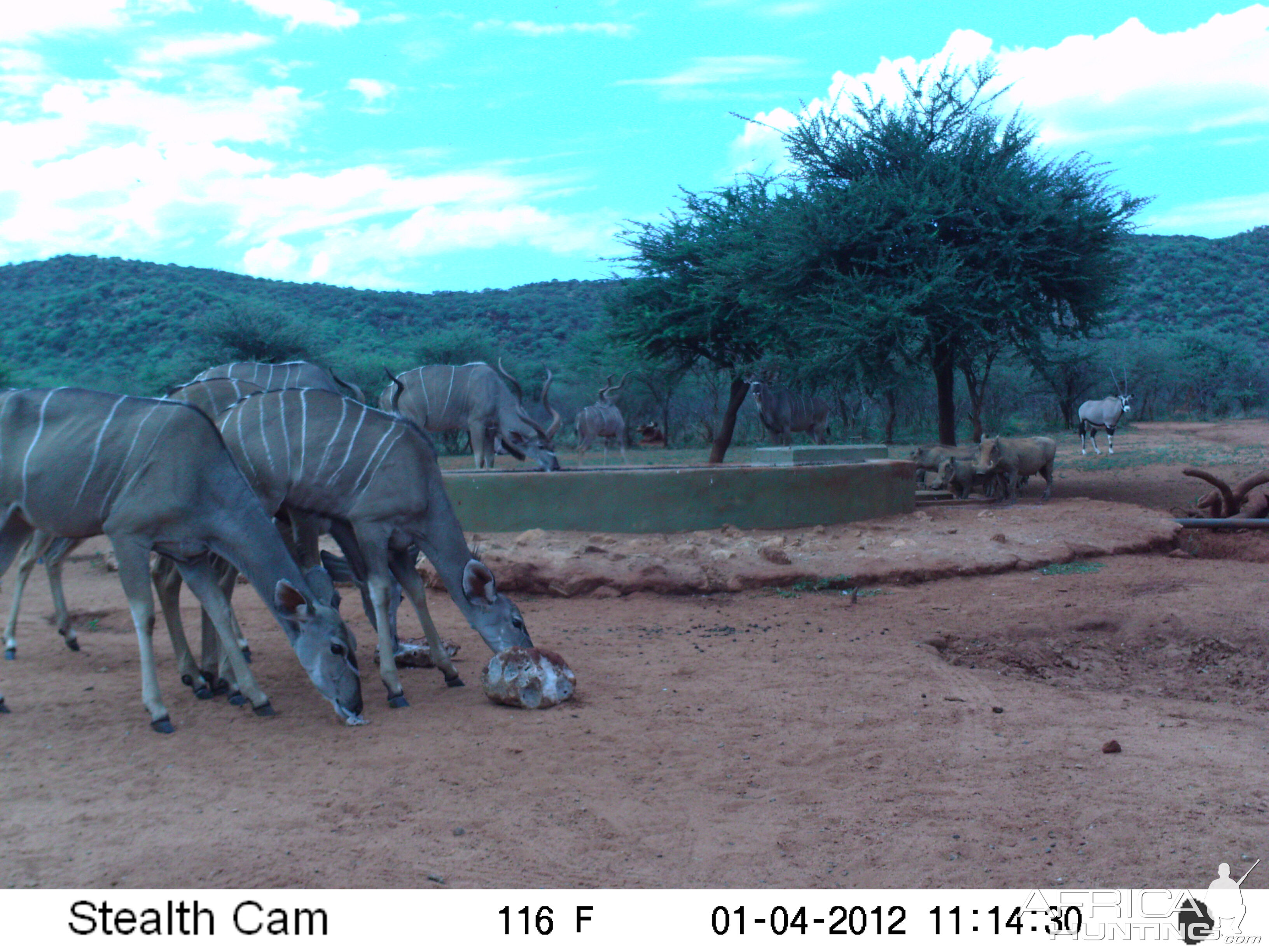 Trail Camera Namibia