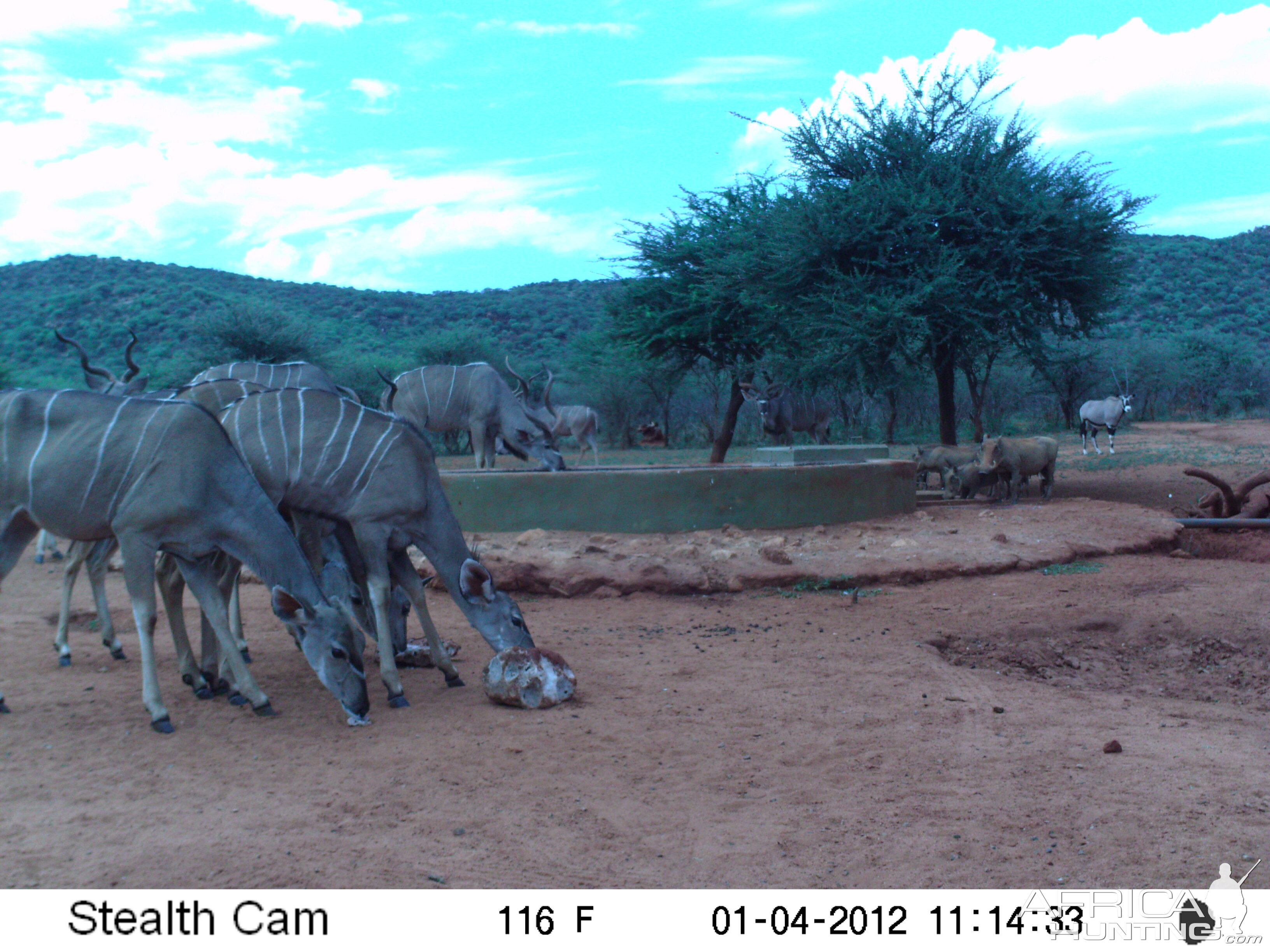 Trail Camera Namibia