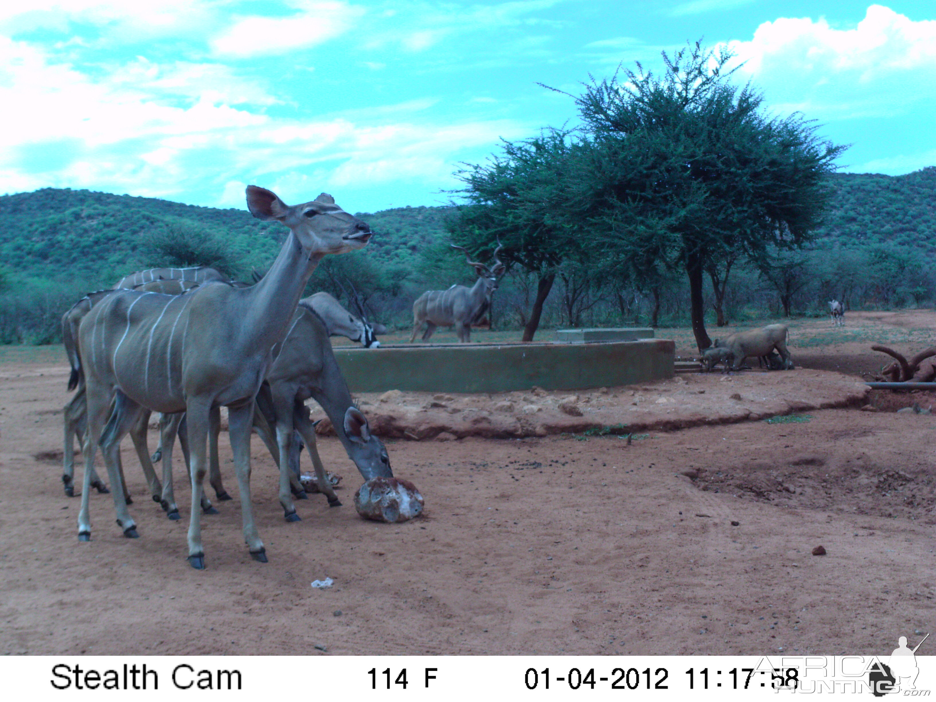 Trail Camera Namibia