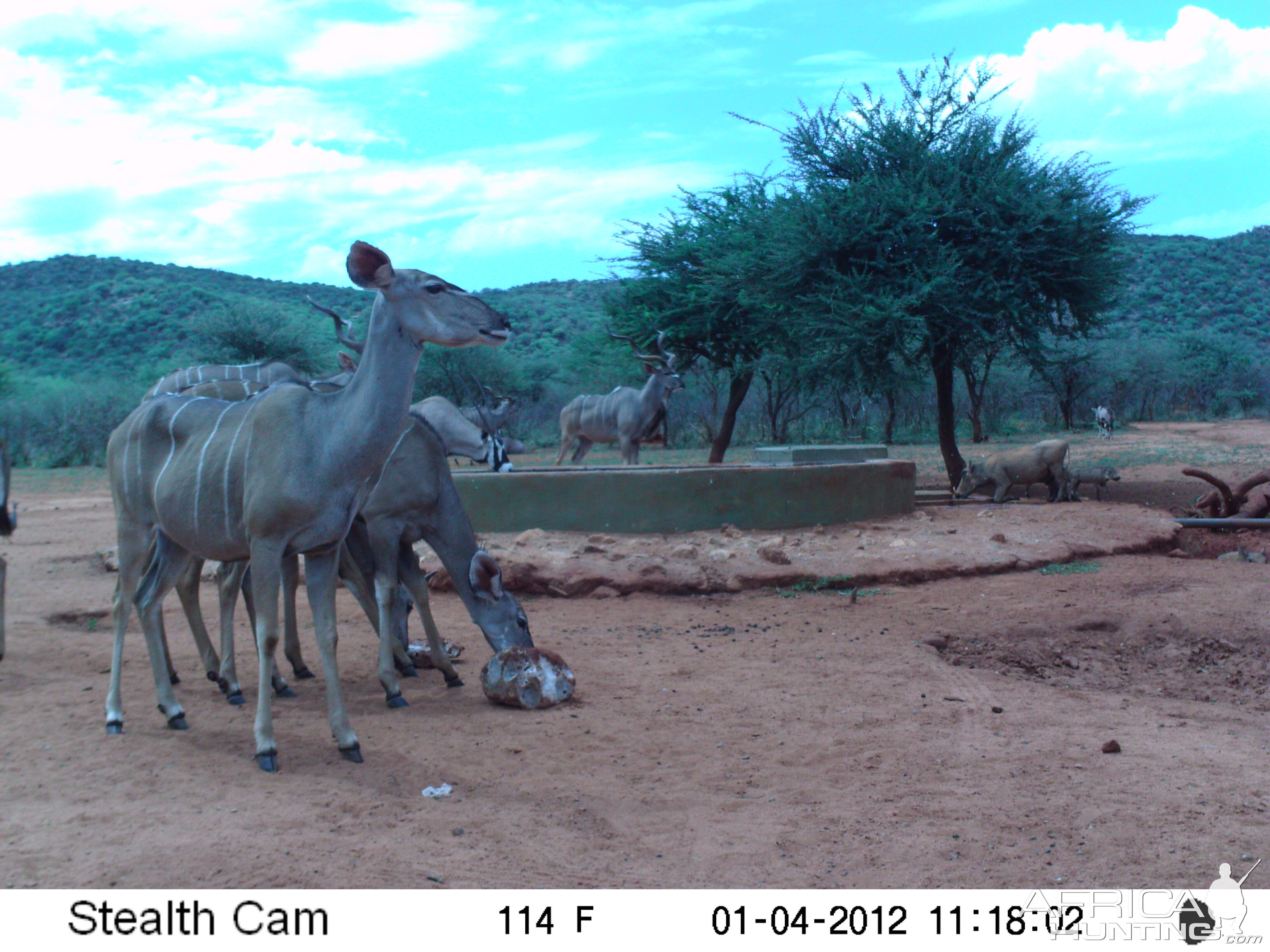 Trail Camera Namibia