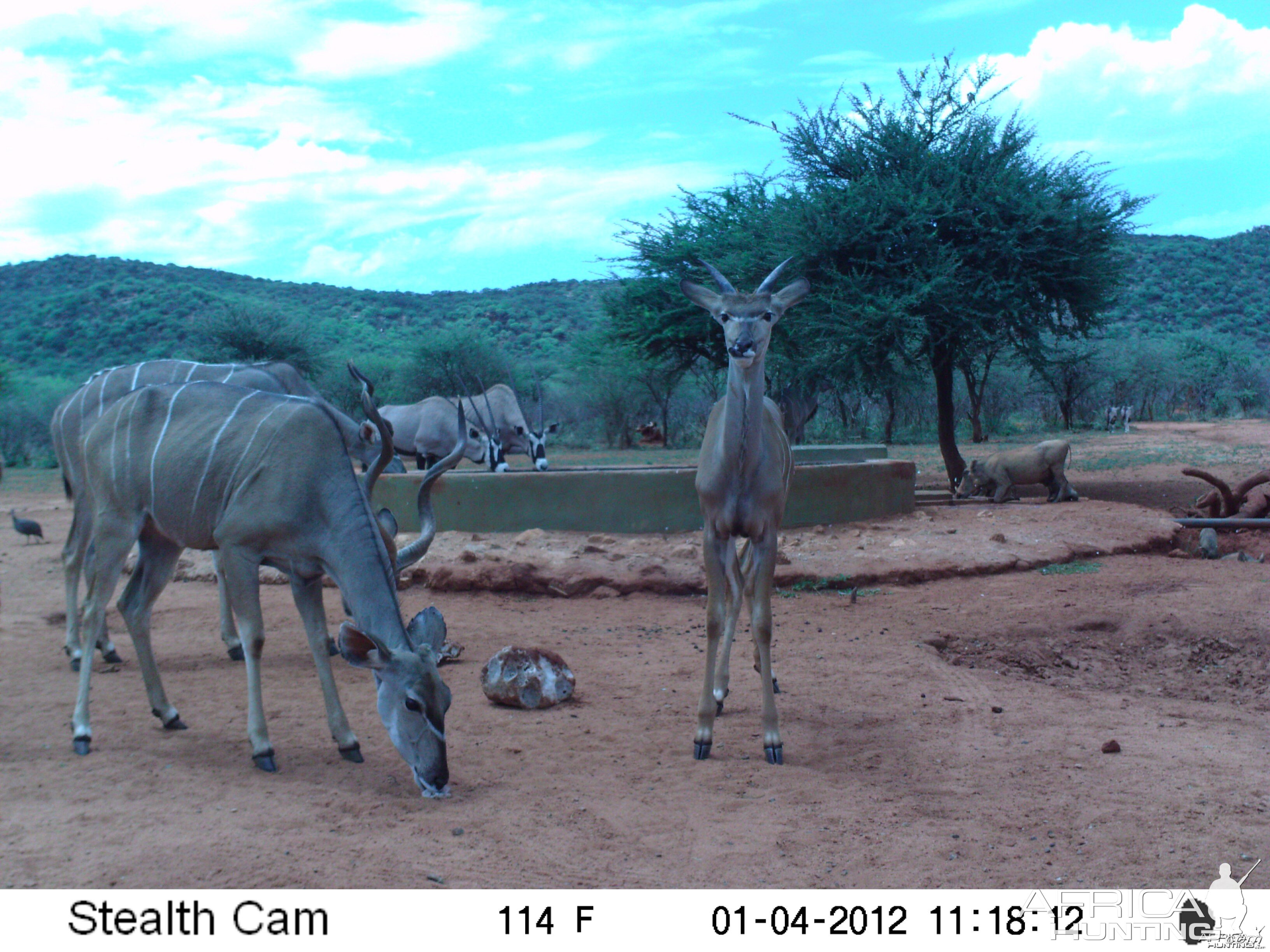 Trail Camera Namibia