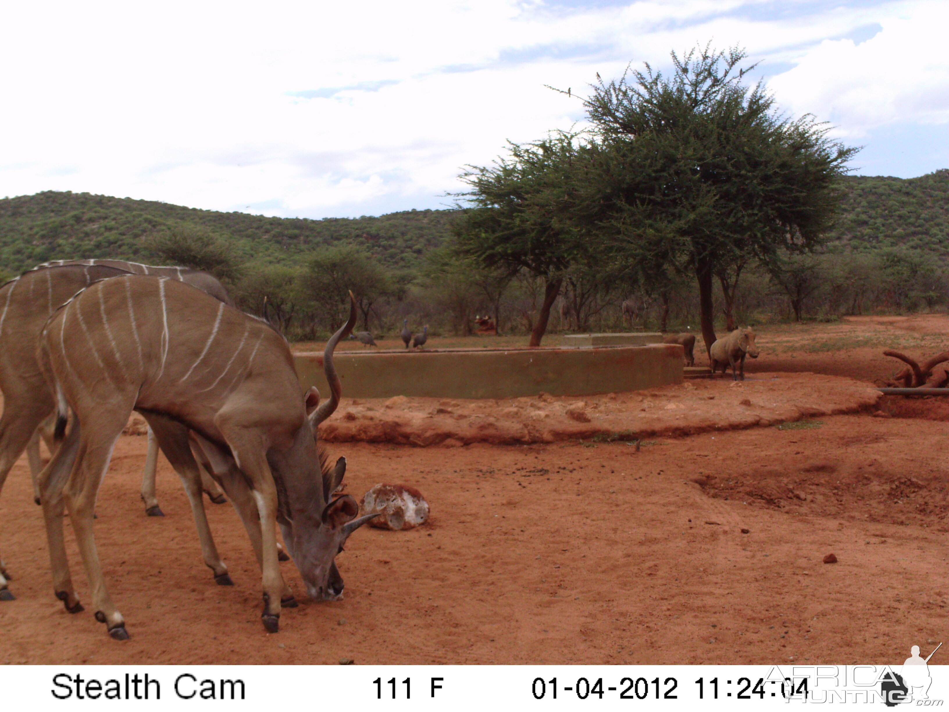 Trail Camera Namibia