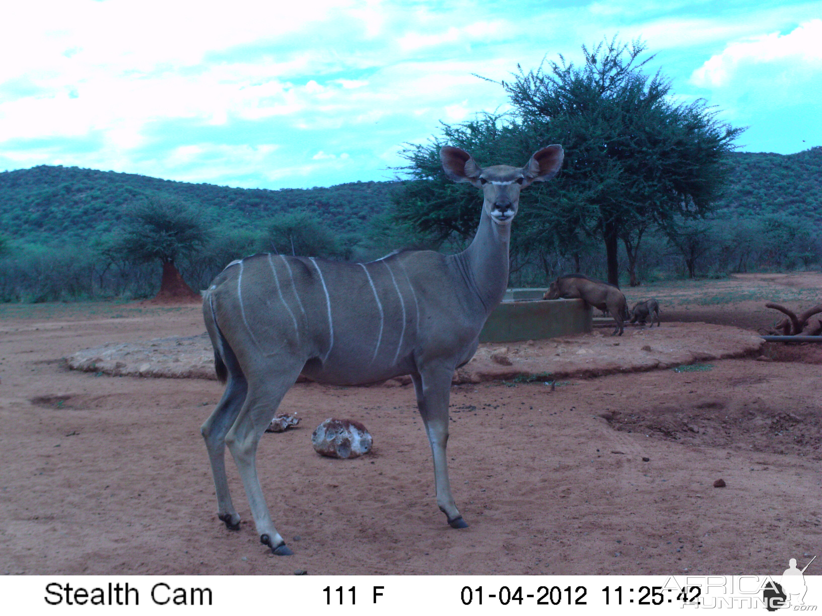 Trail Camera Namibia