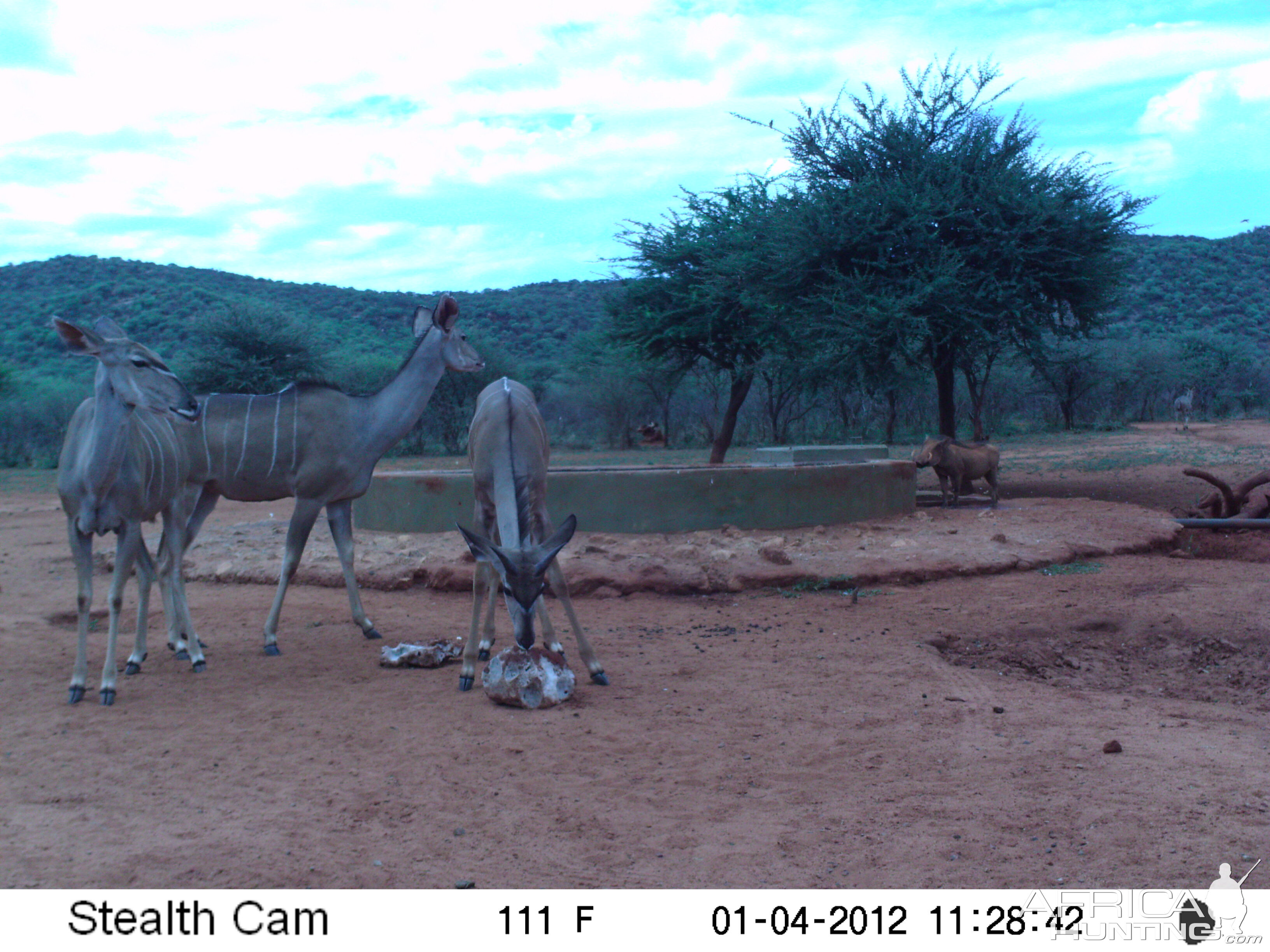 Trail Camera Namibia