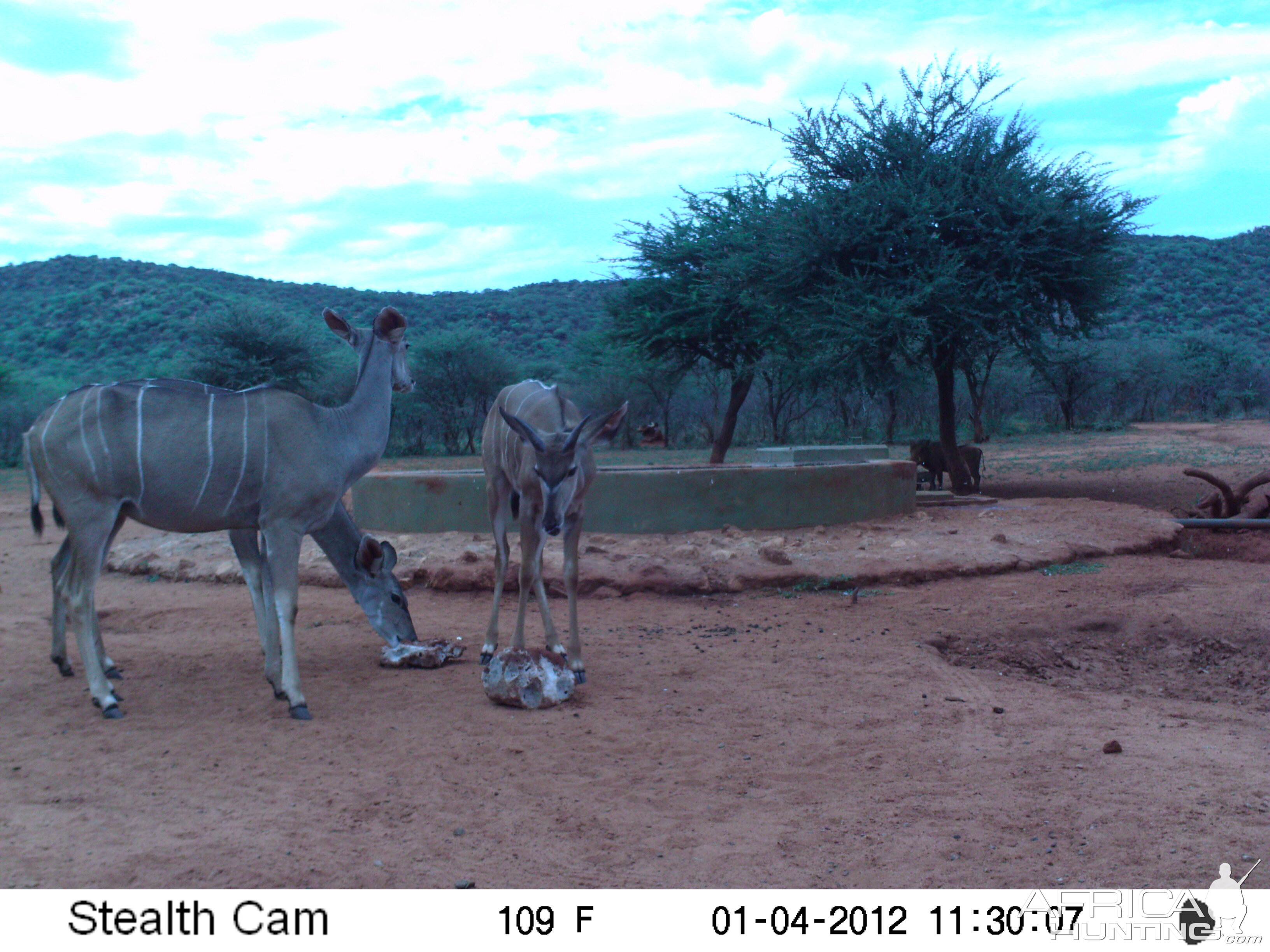 Trail Camera Namibia