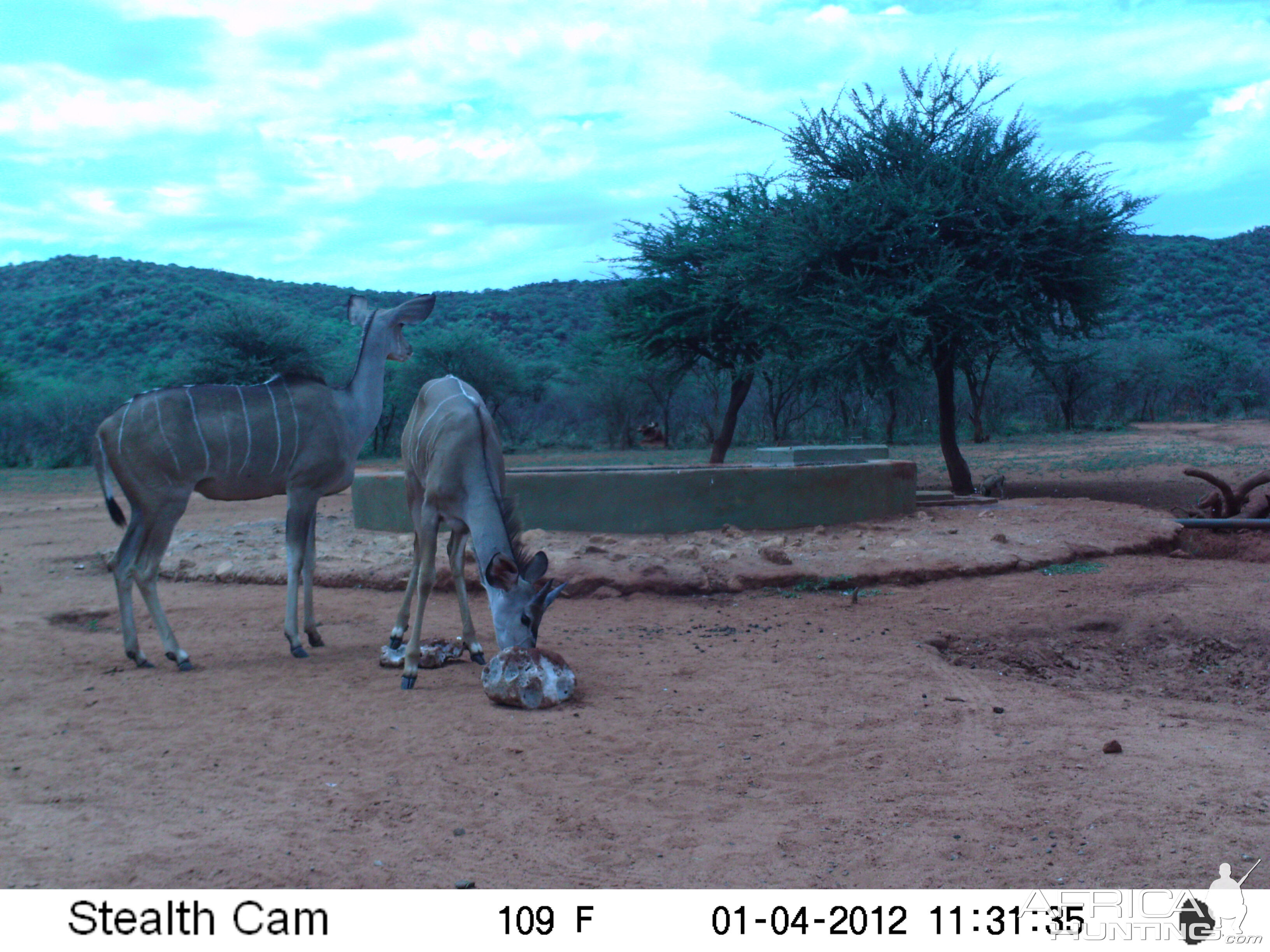 Trail Camera Namibia