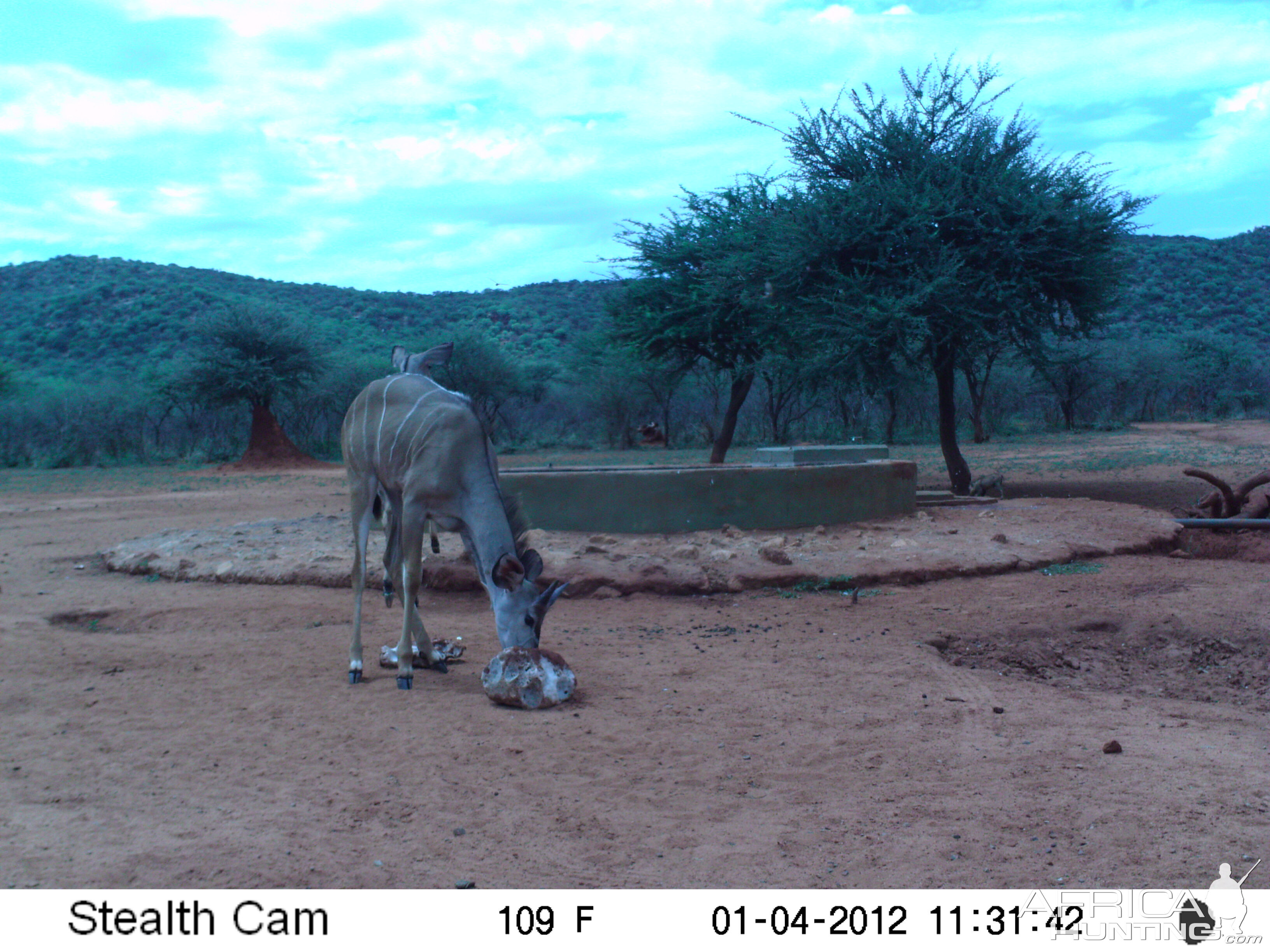 Trail Camera Namibia