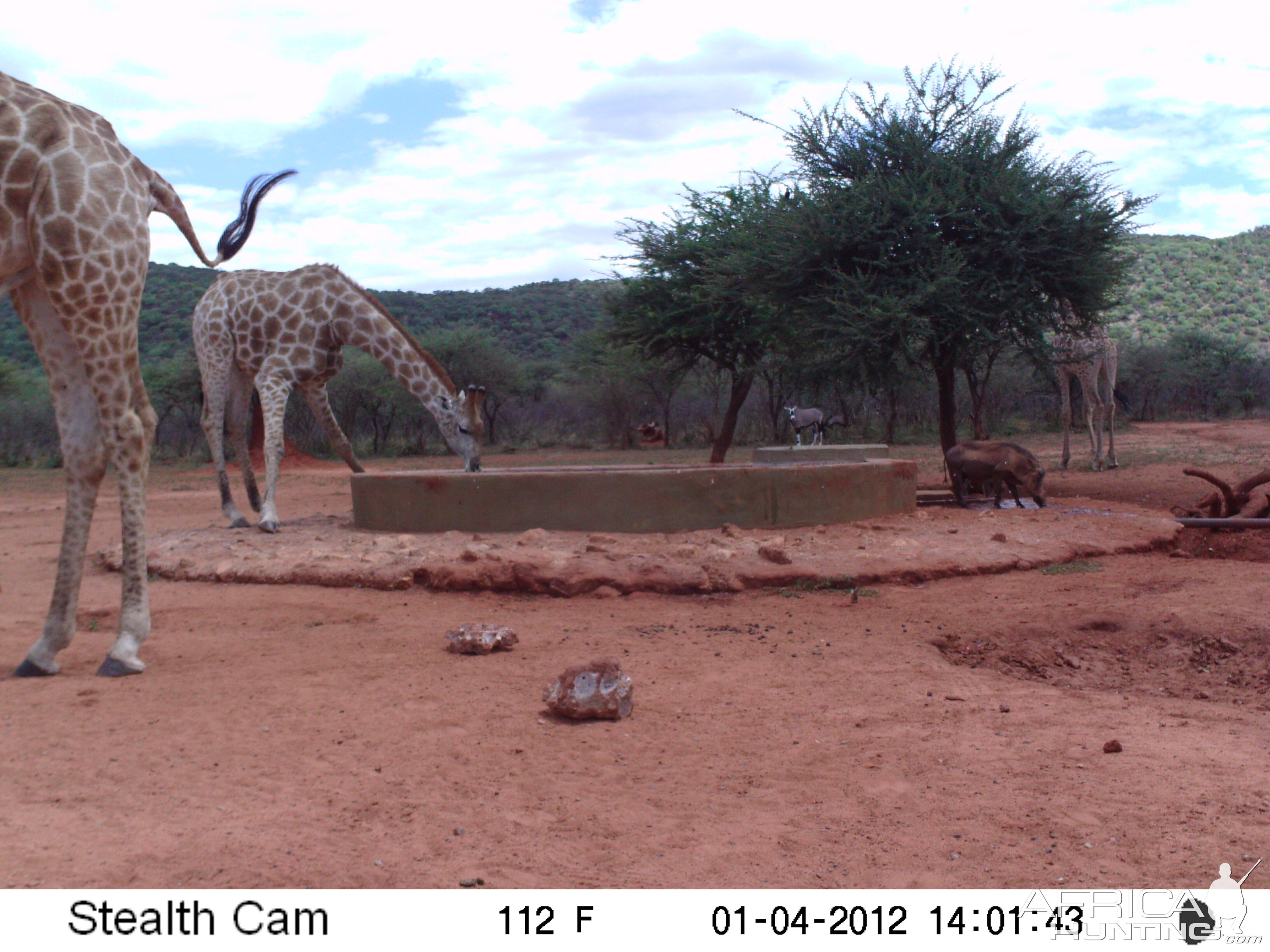 Trail Camera Namibia