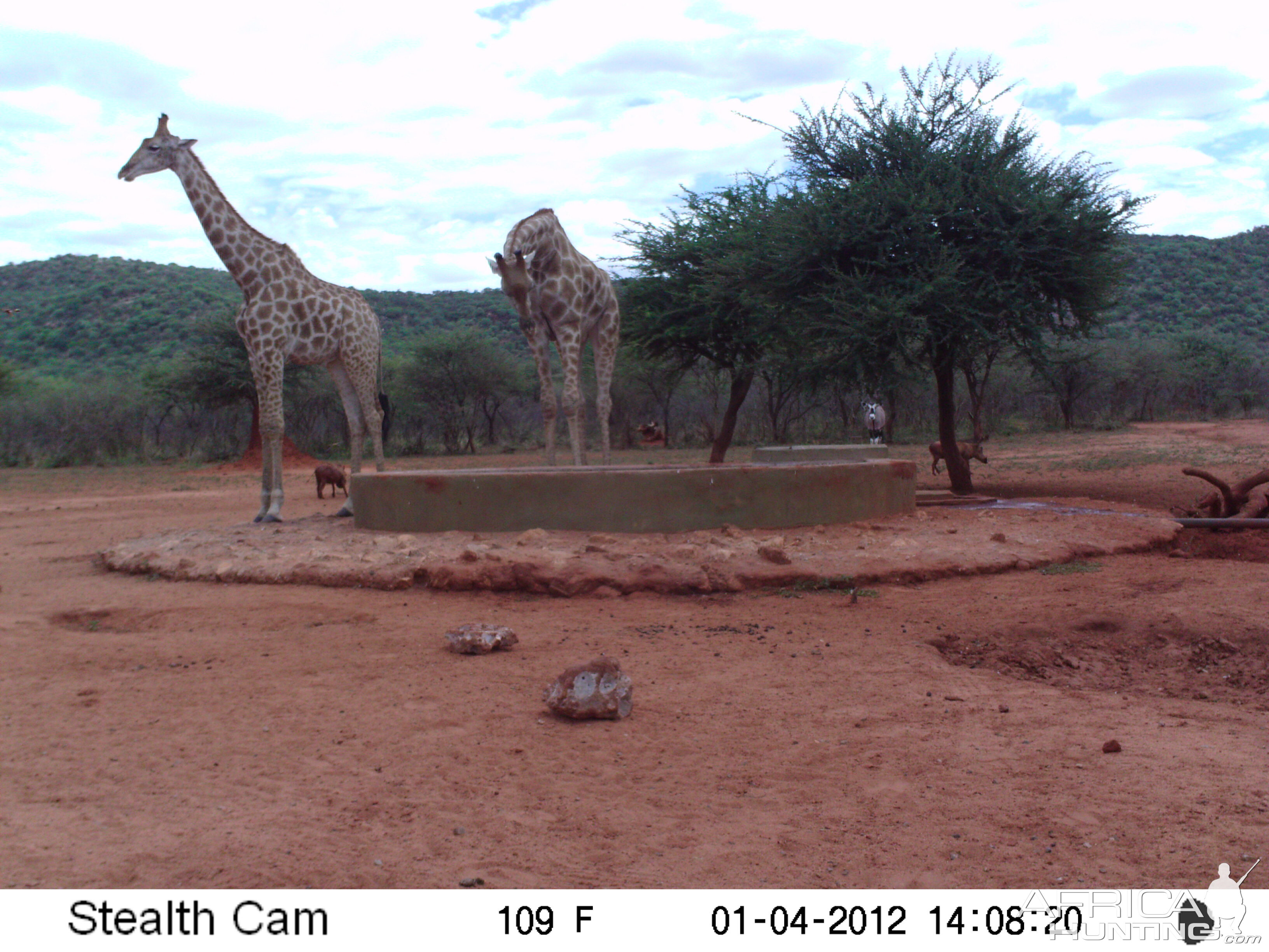 Trail Camera Namibia