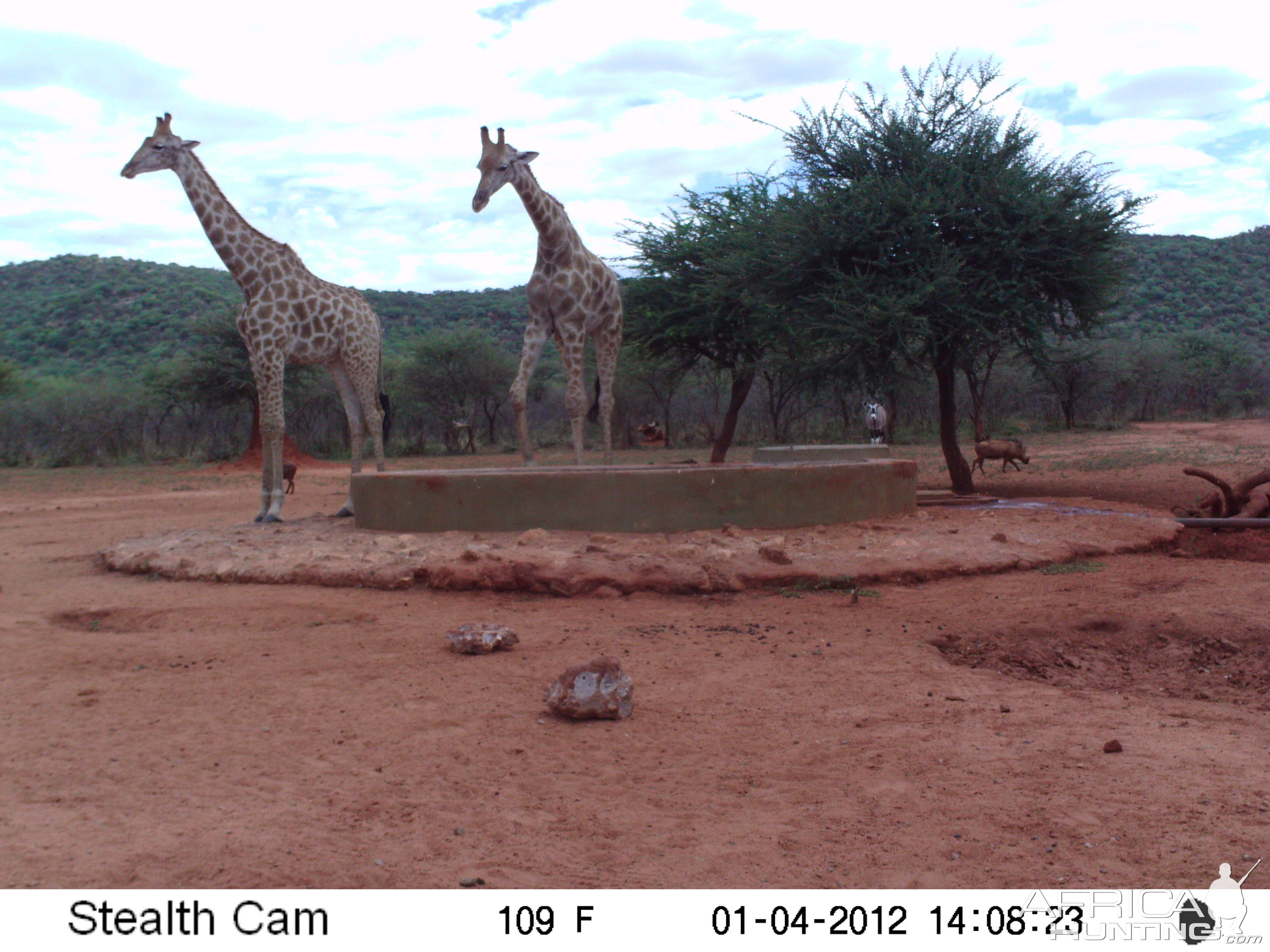 Trail Camera Namibia