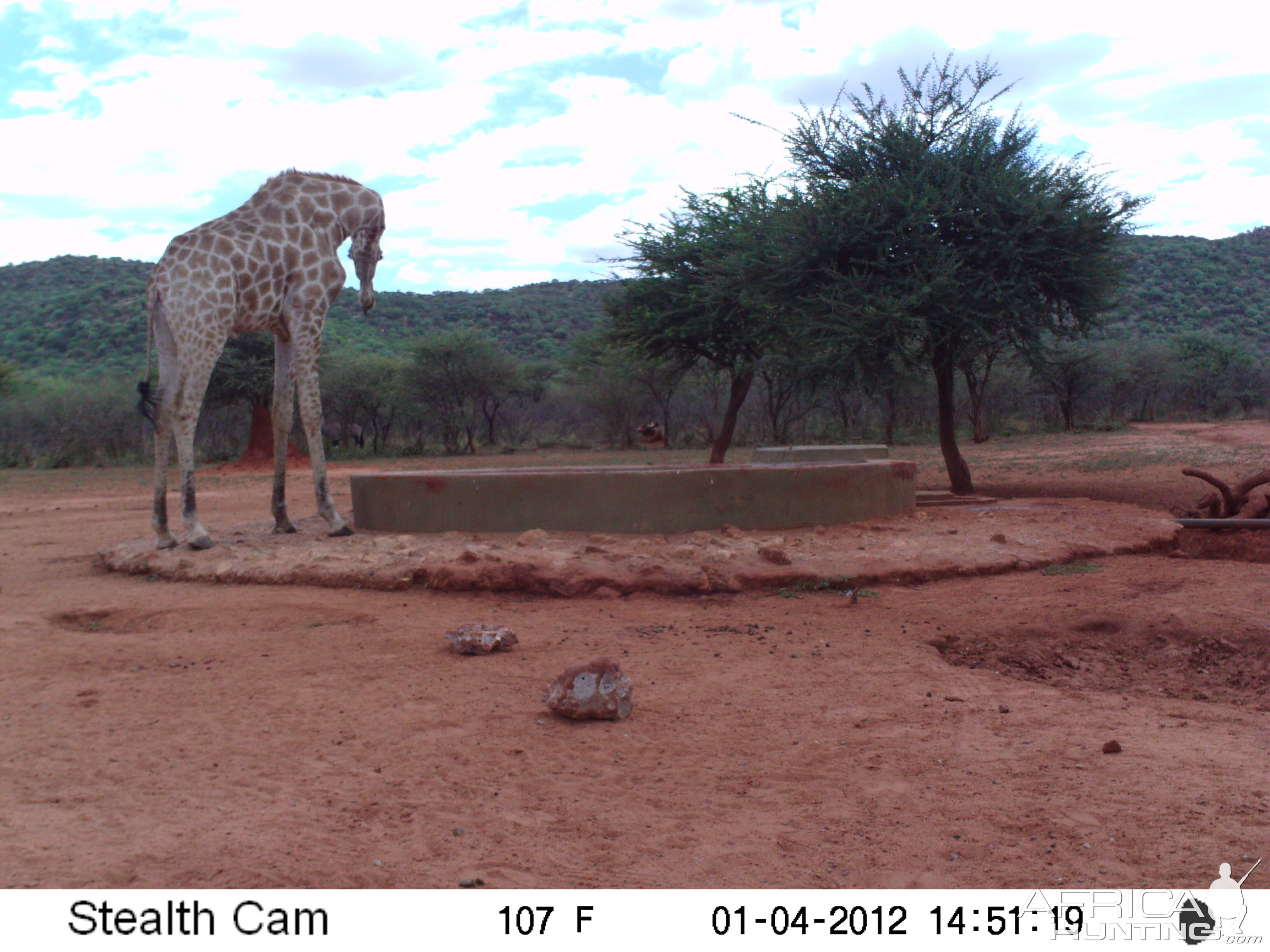 Trail Camera Namibia