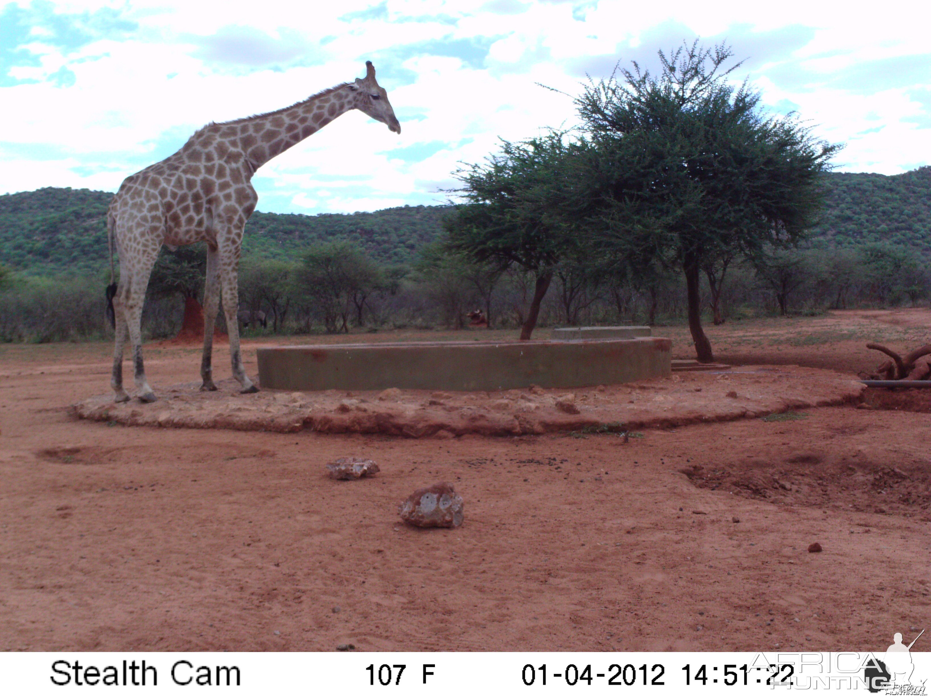 Trail Camera Namibia