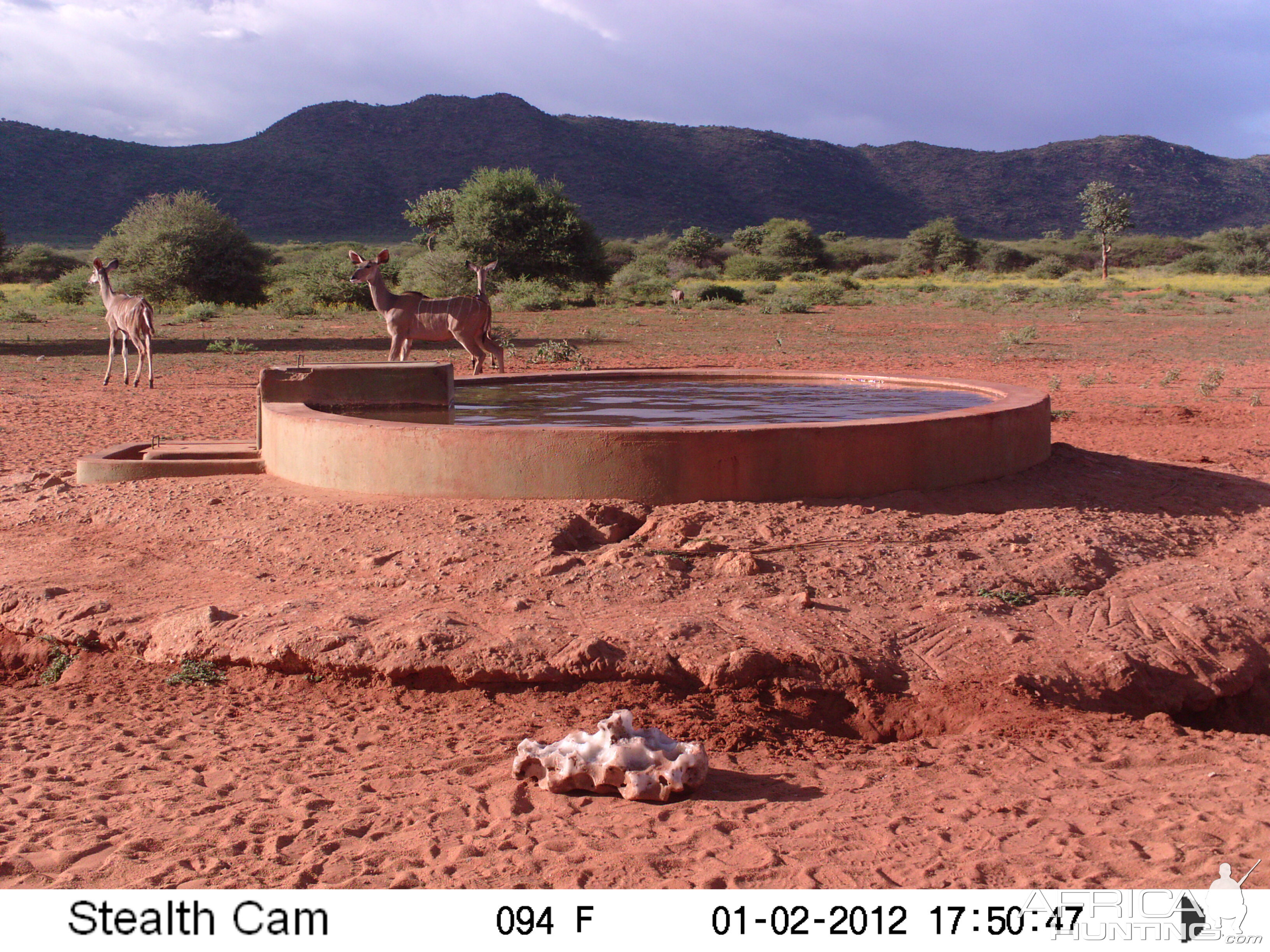 Trail Camera Namibia