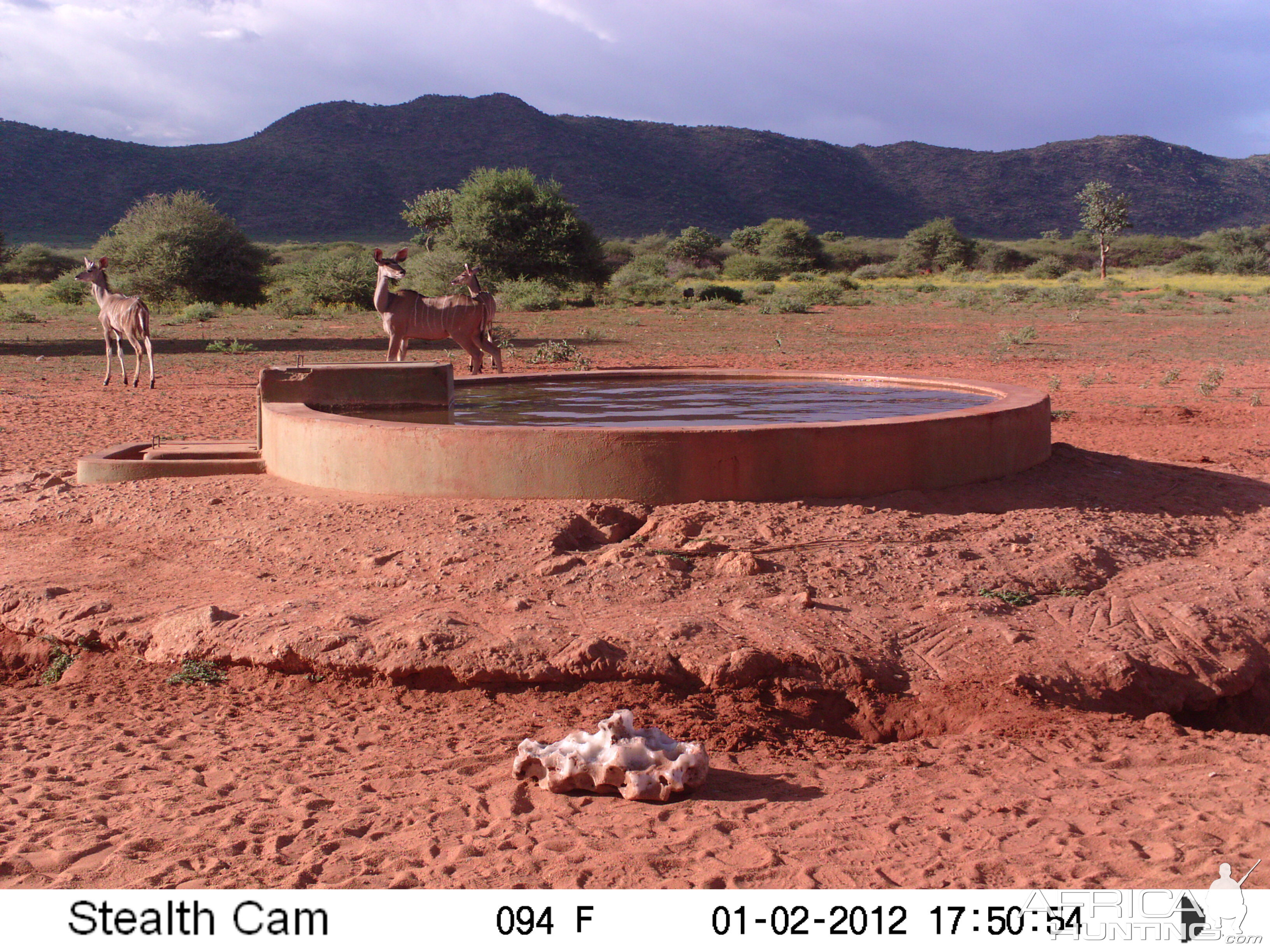 Trail Camera Namibia