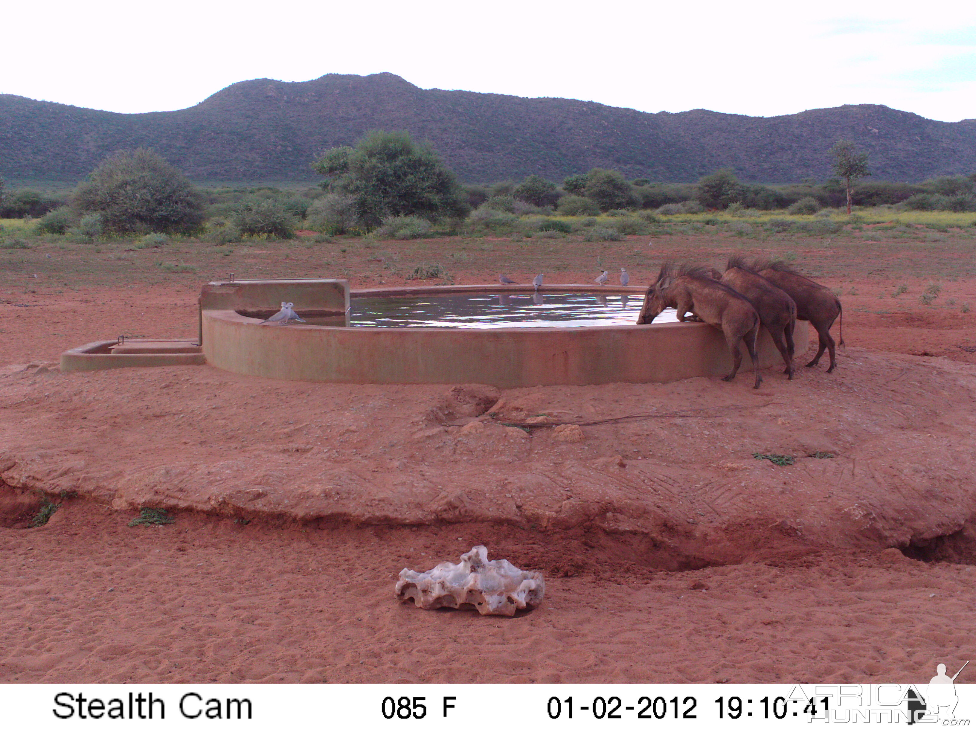 Trail Camera Namibia