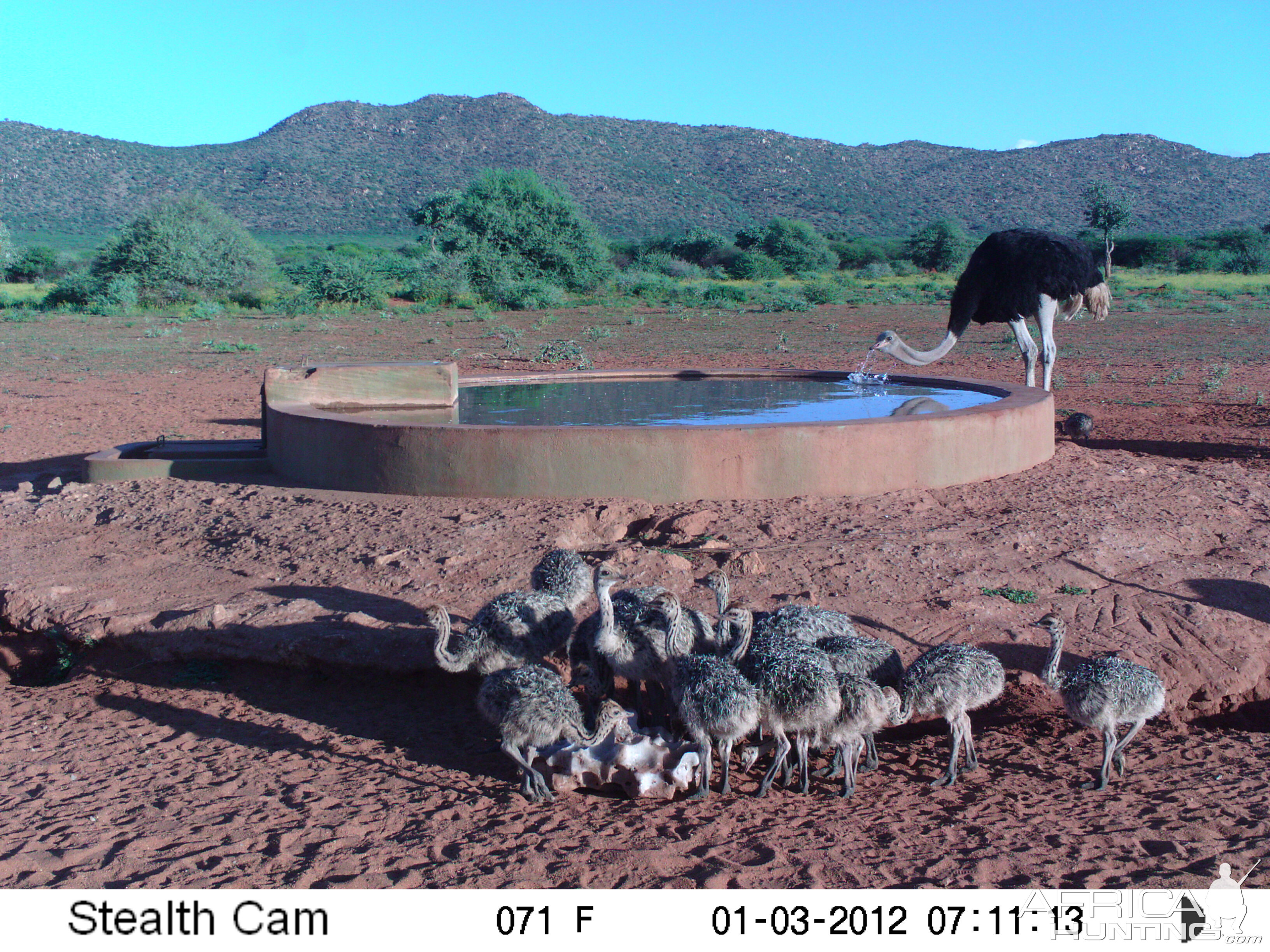 Trail Camera Namibia