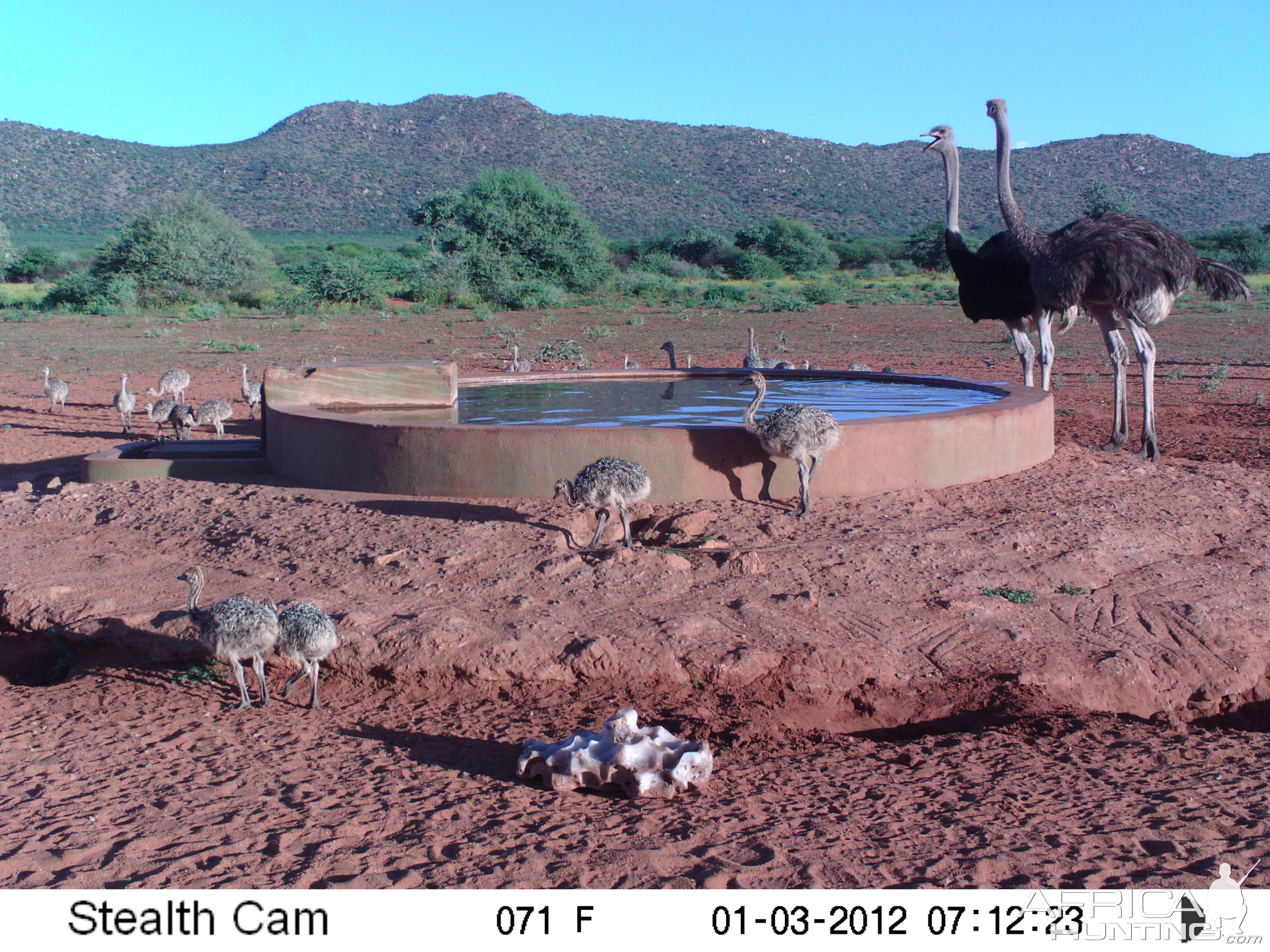 Trail Camera Namibia