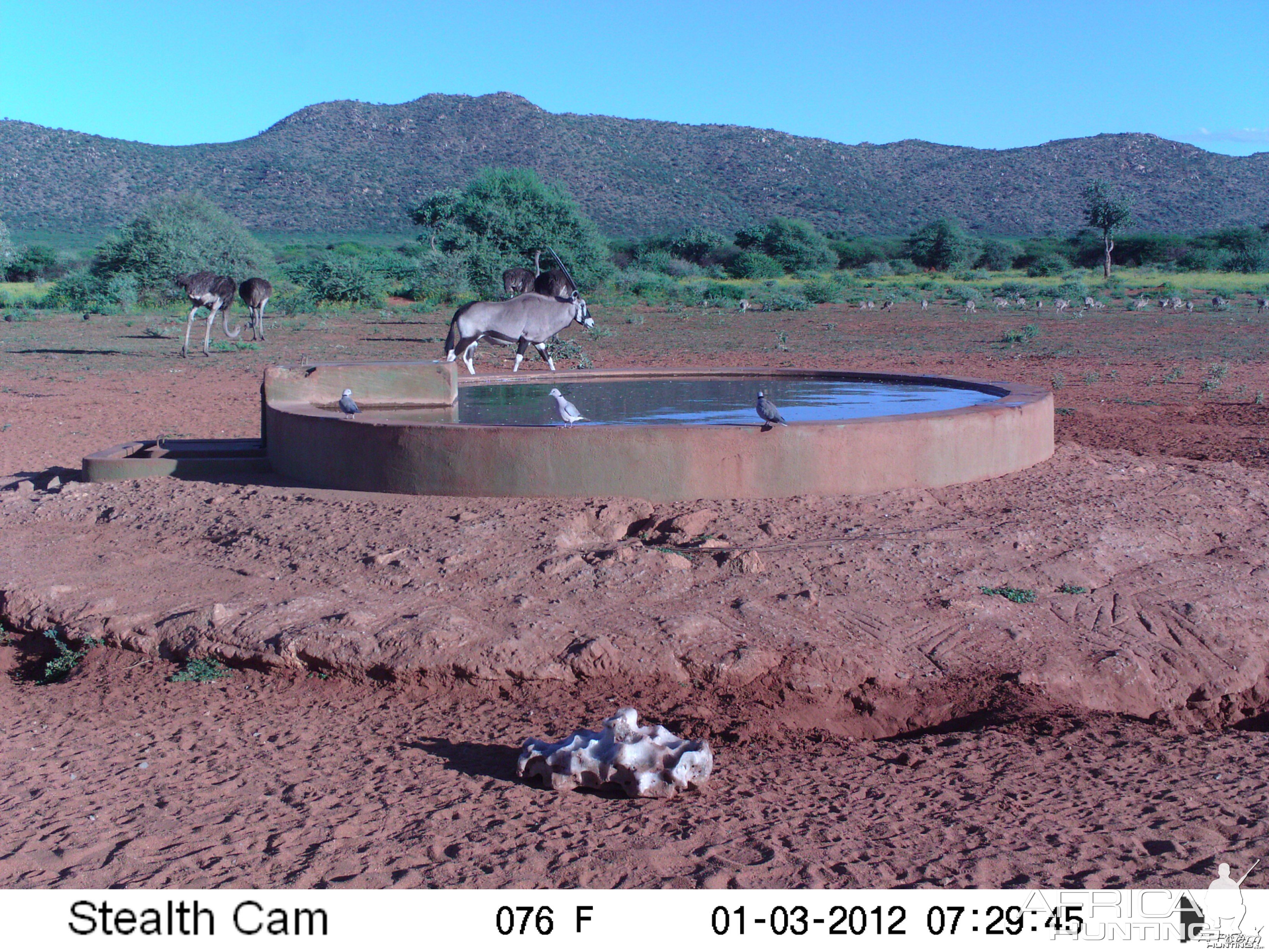 Trail Camera Namibia