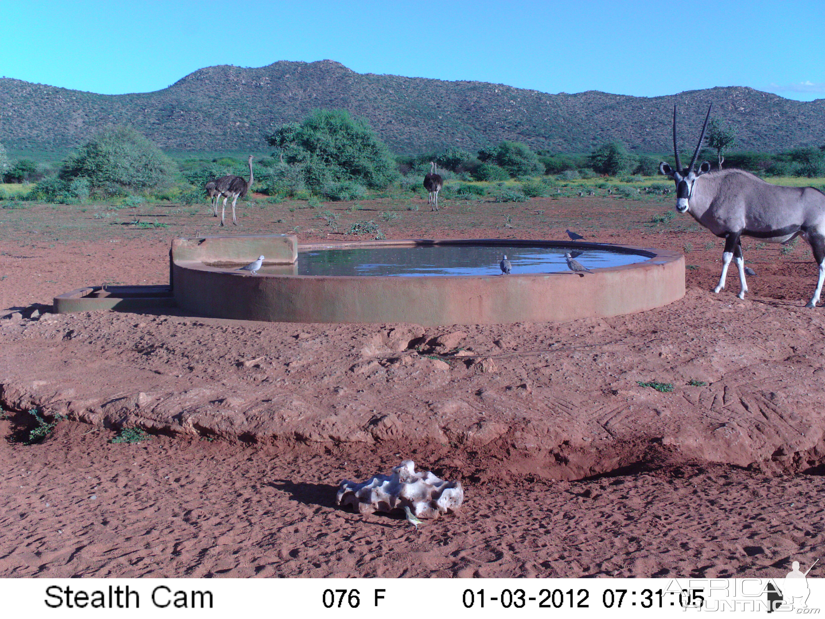 Trail Camera Namibia