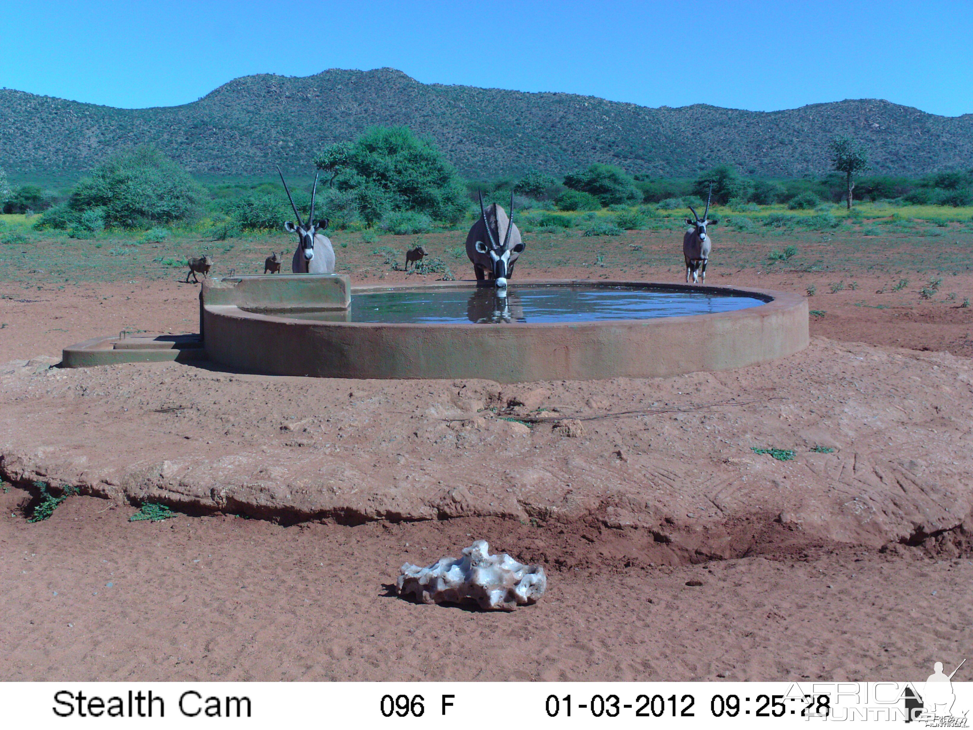 Trail Camera Namibia