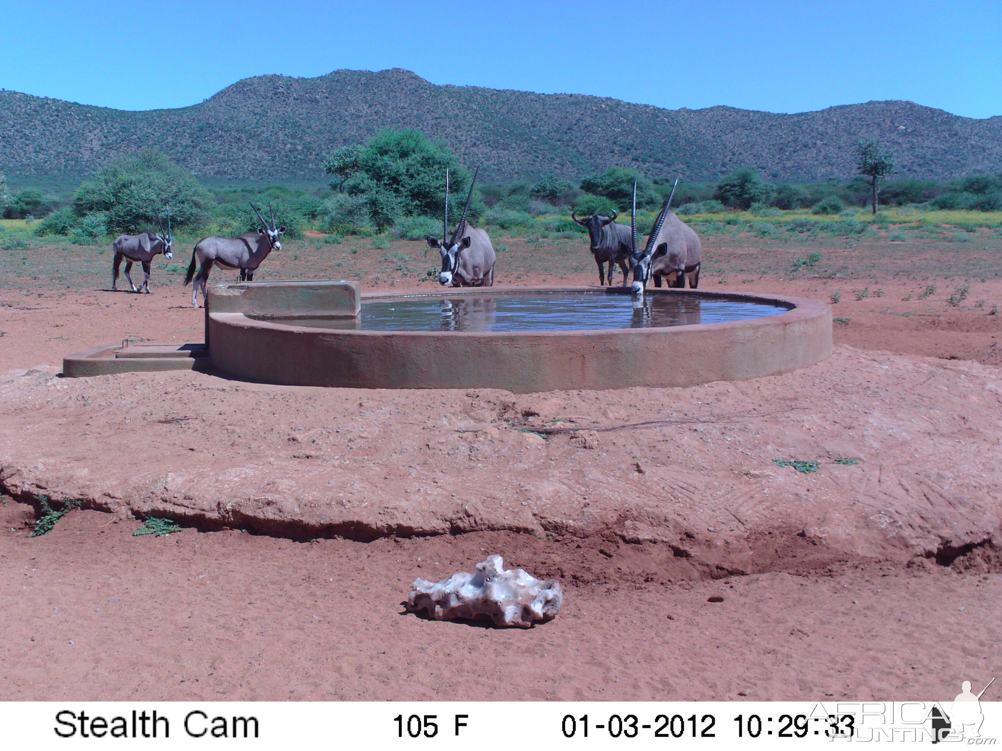 Trail Camera Namibia