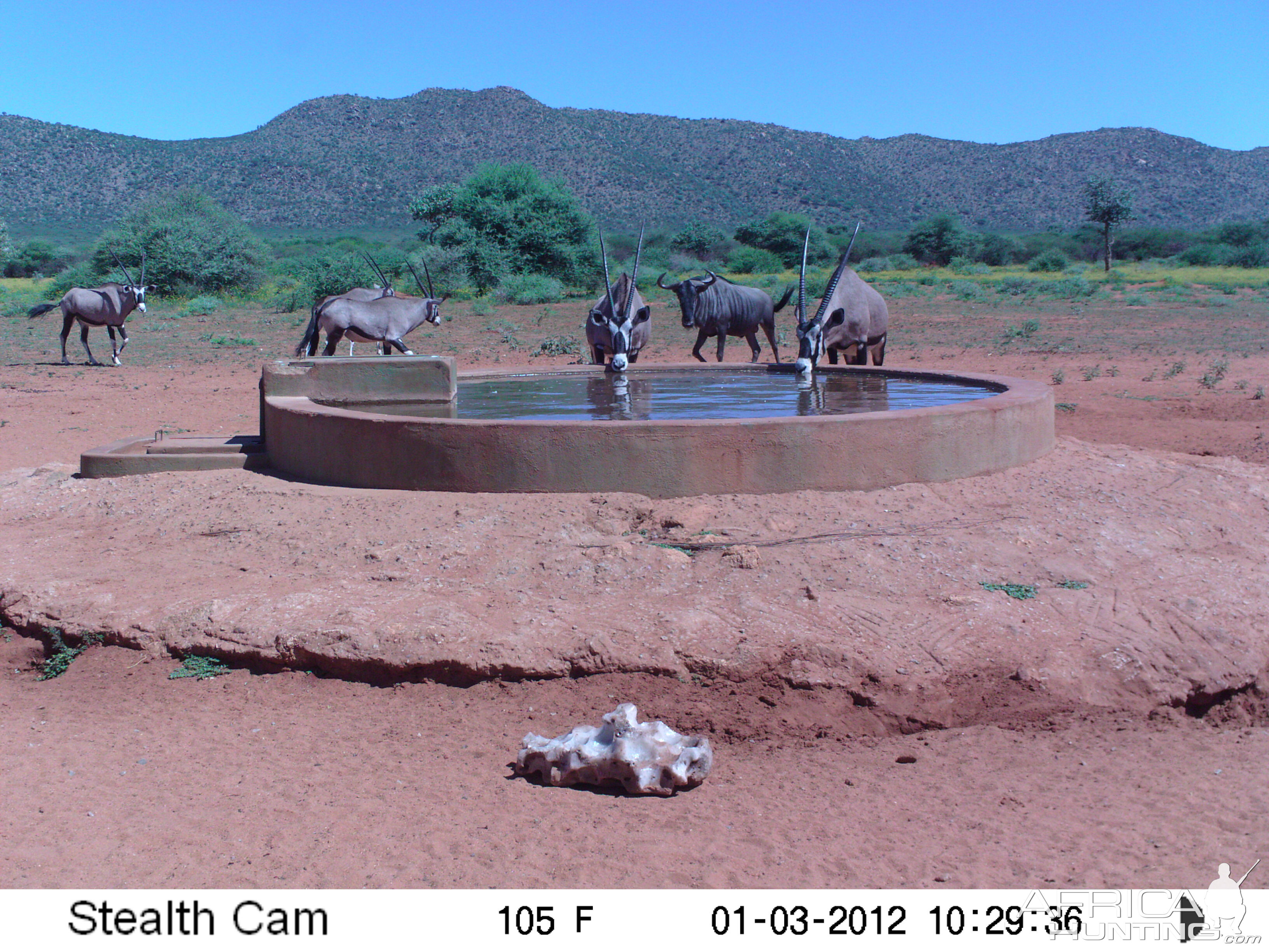 Trail Camera Namibia