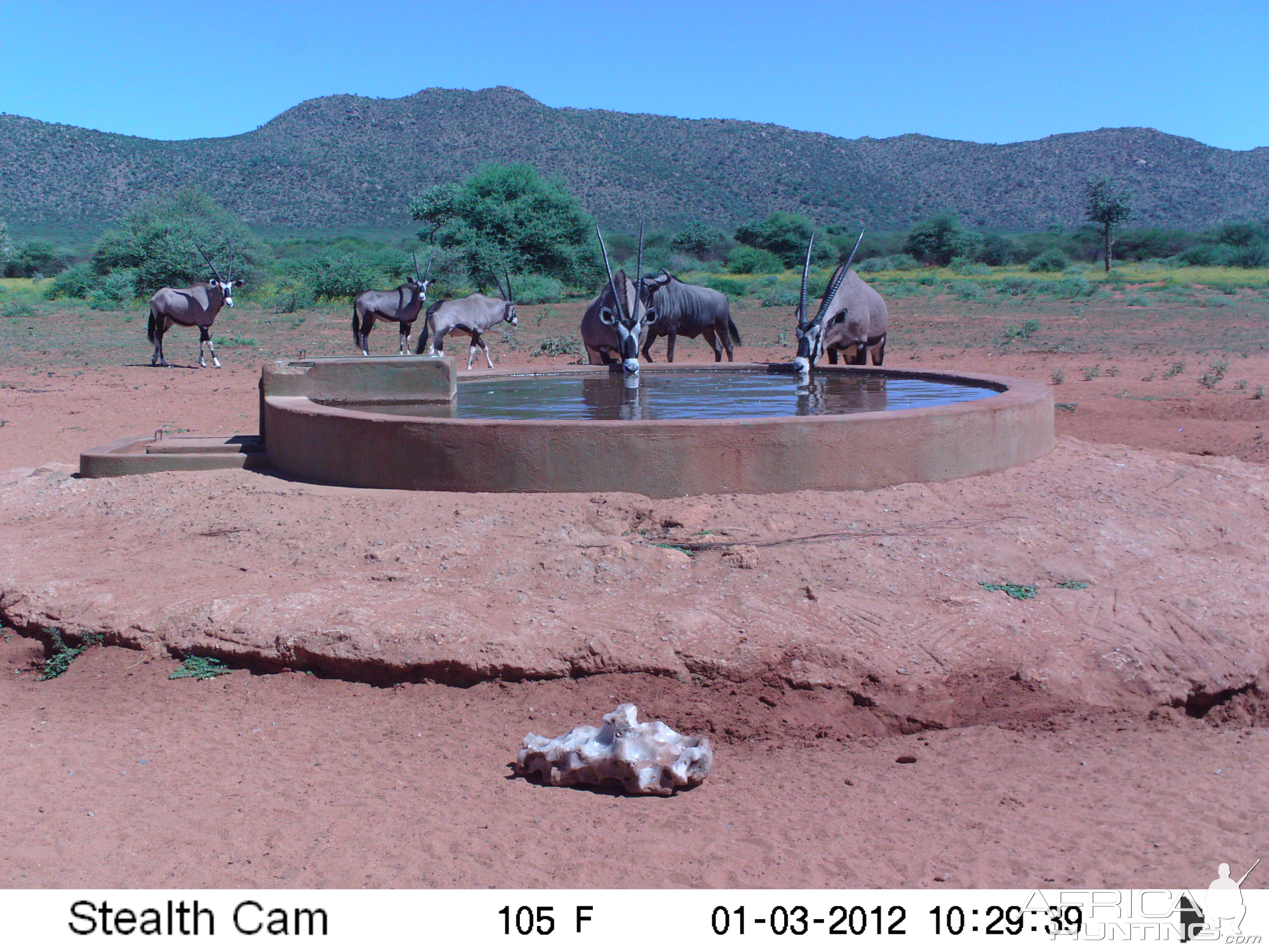 Trail Camera Namibia