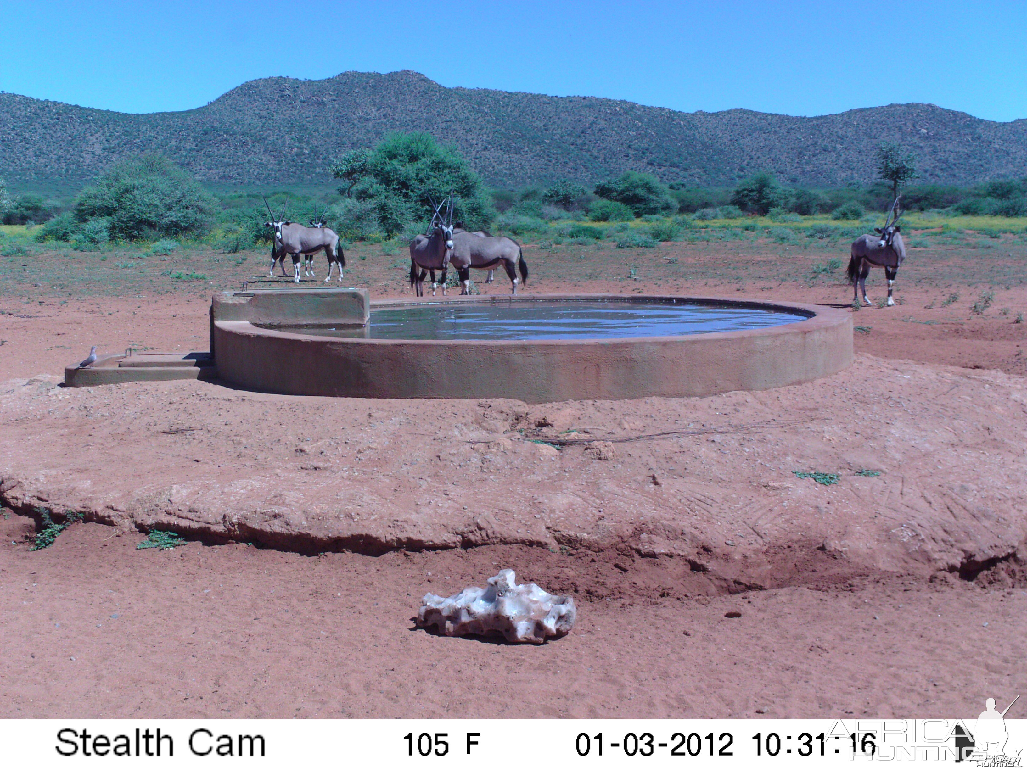 Trail Camera Namibia