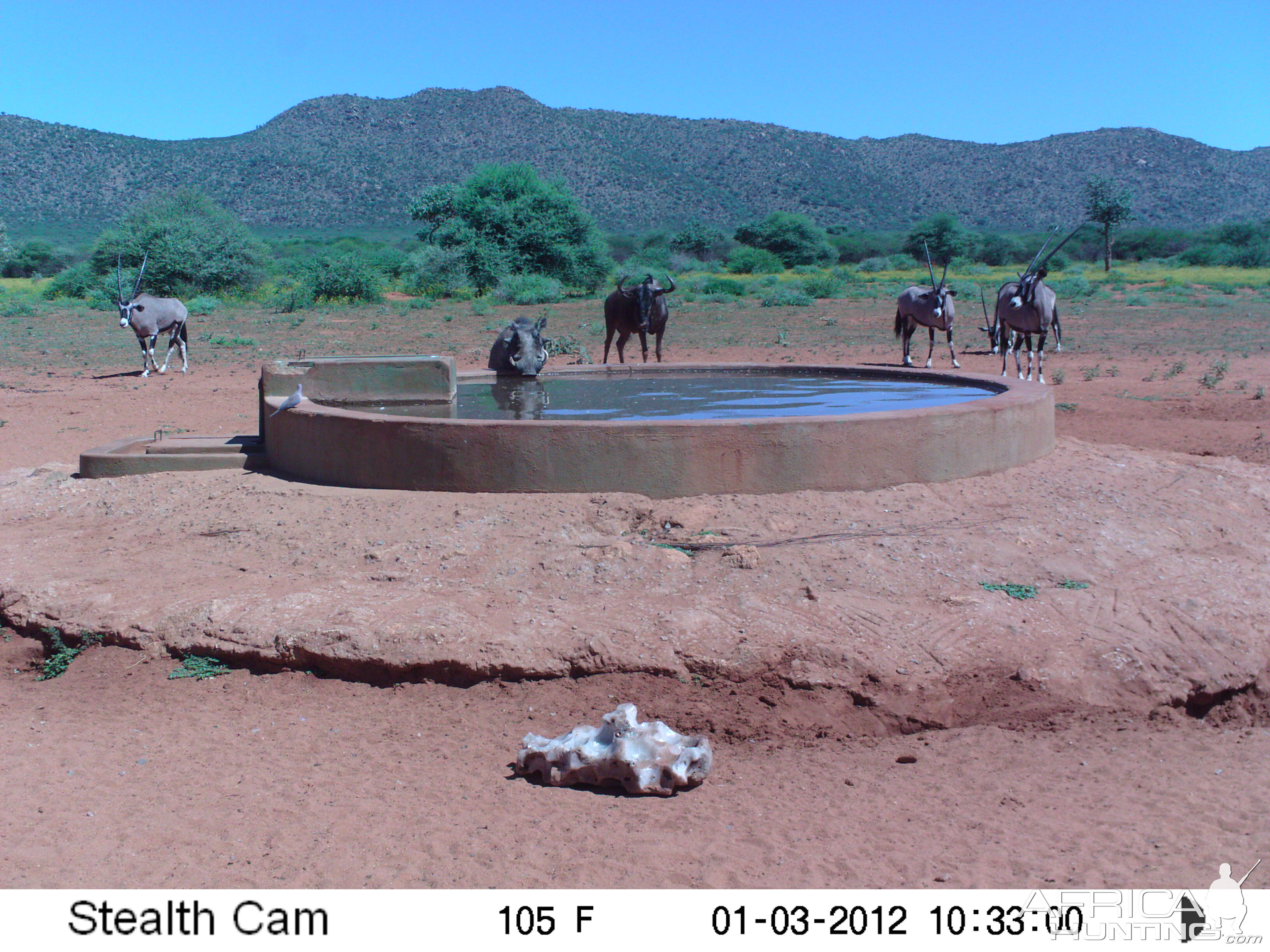 Trail Camera Namibia