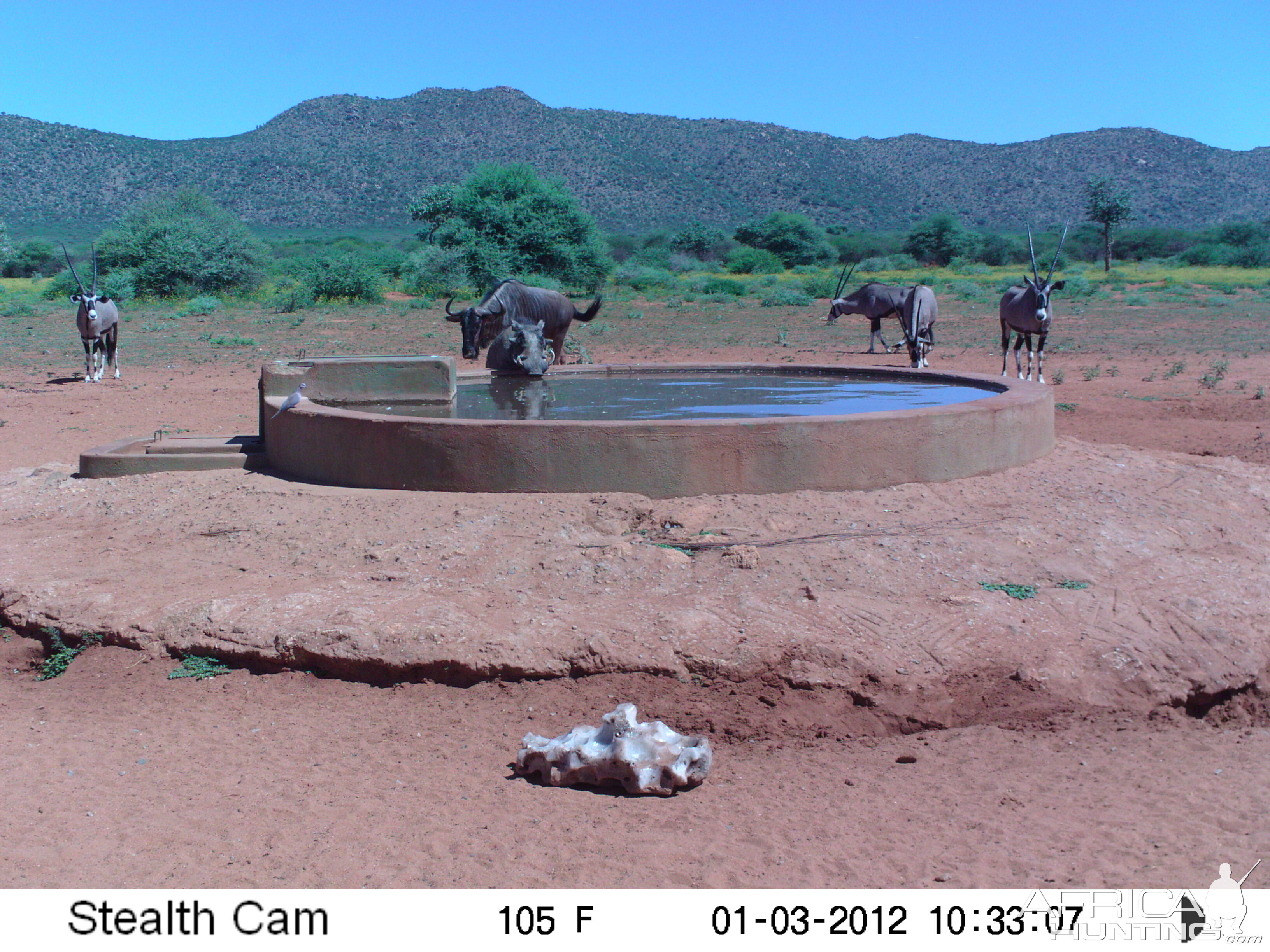 Trail Camera Namibia