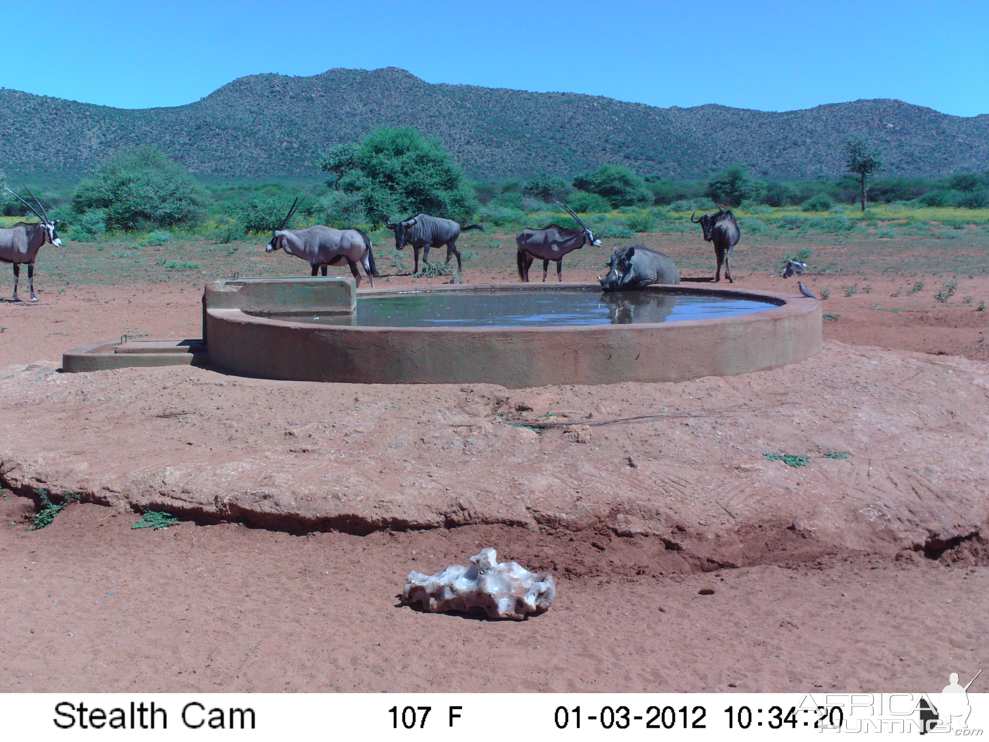 Trail Camera Namibia