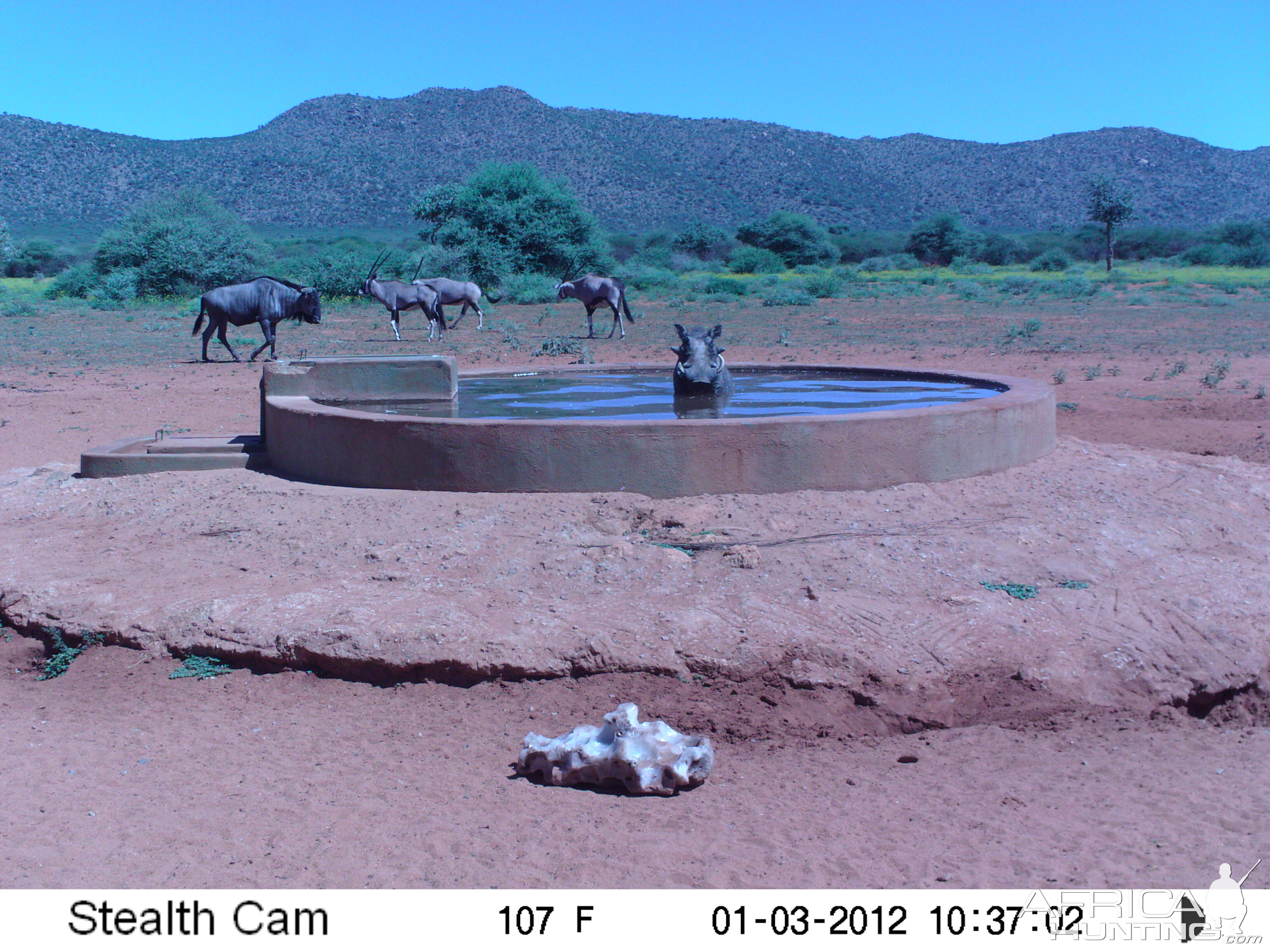 Trail Camera Namibia