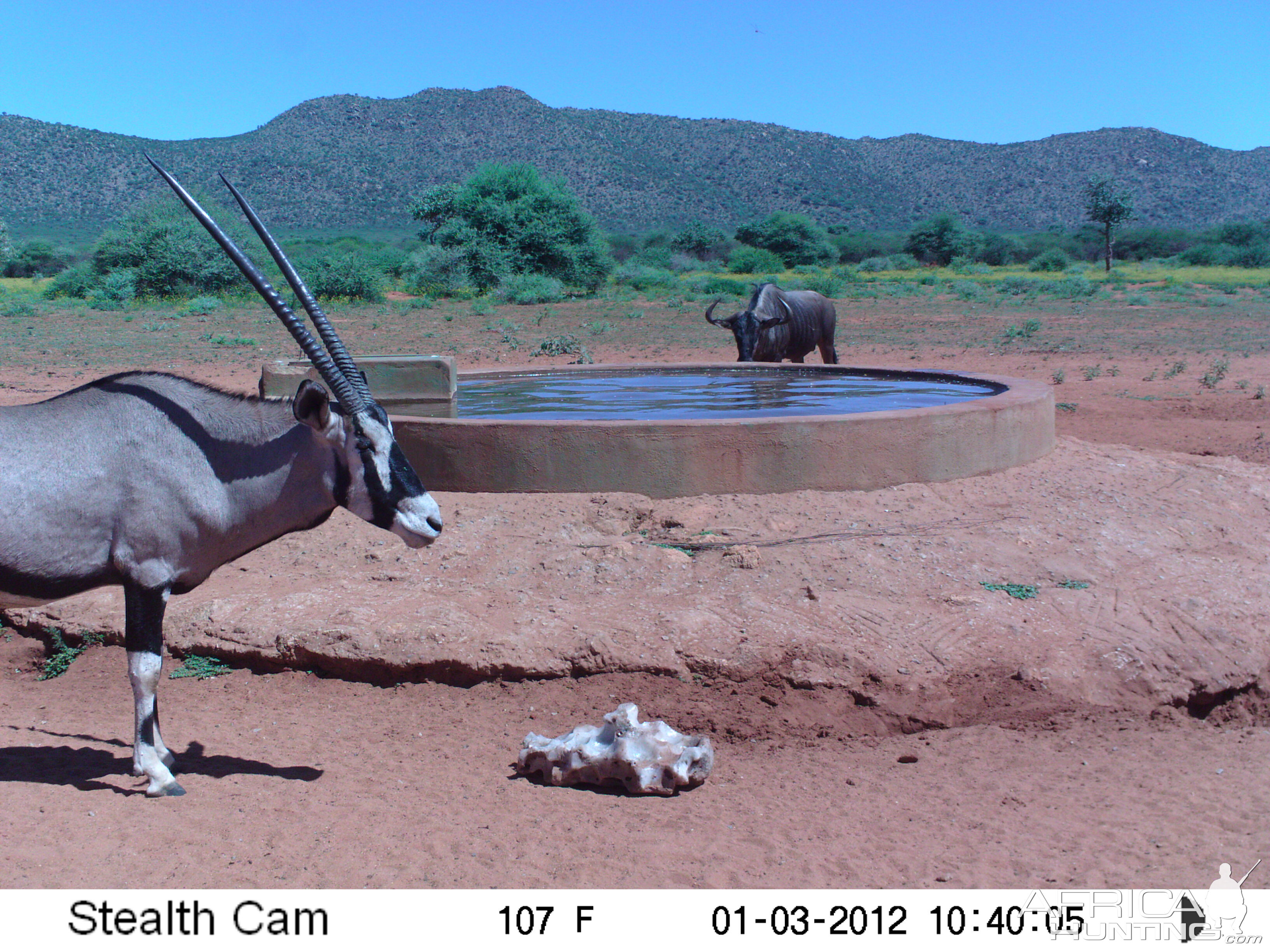 Trail Camera Namibia