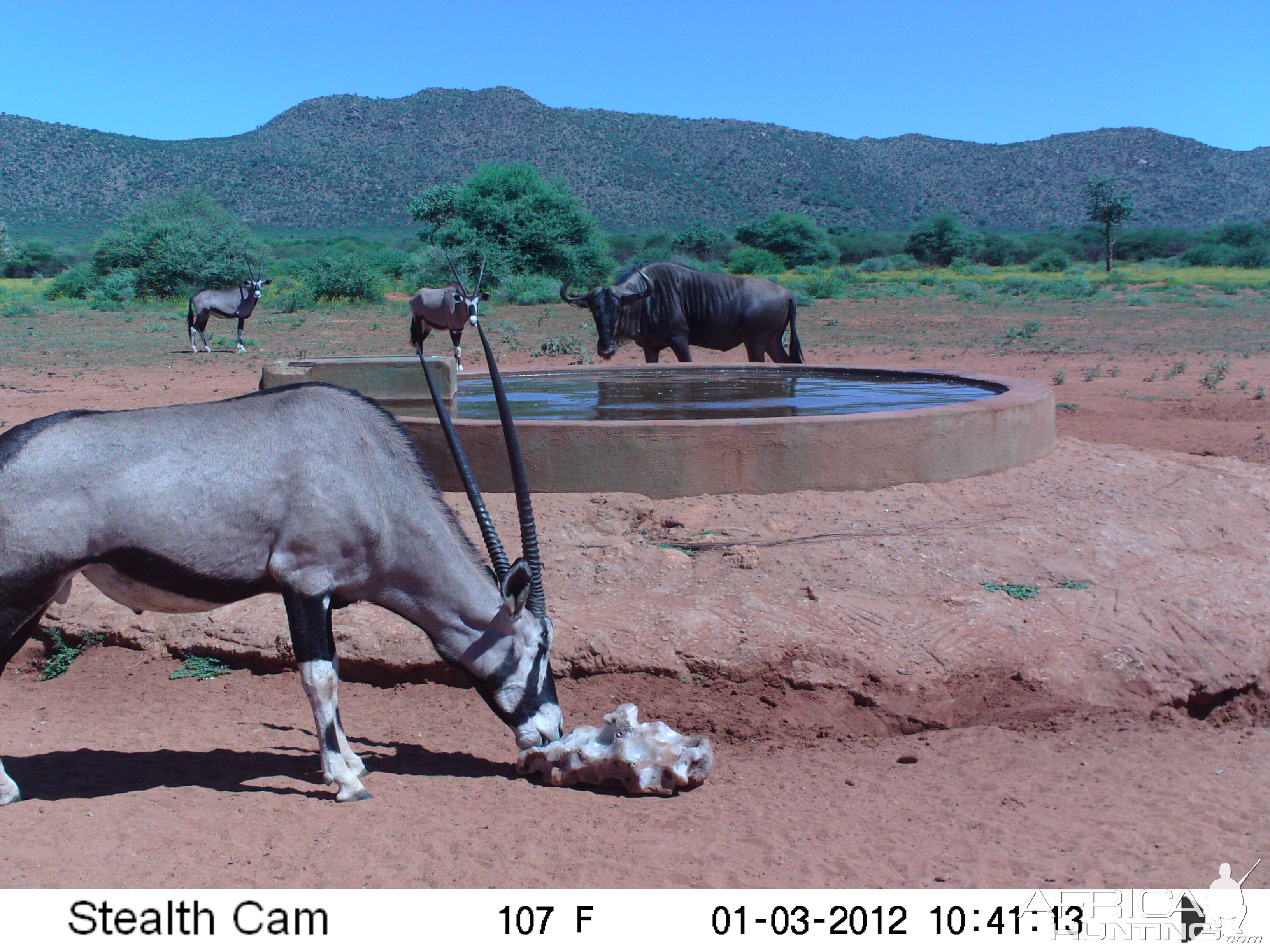 Trail Camera Namibia