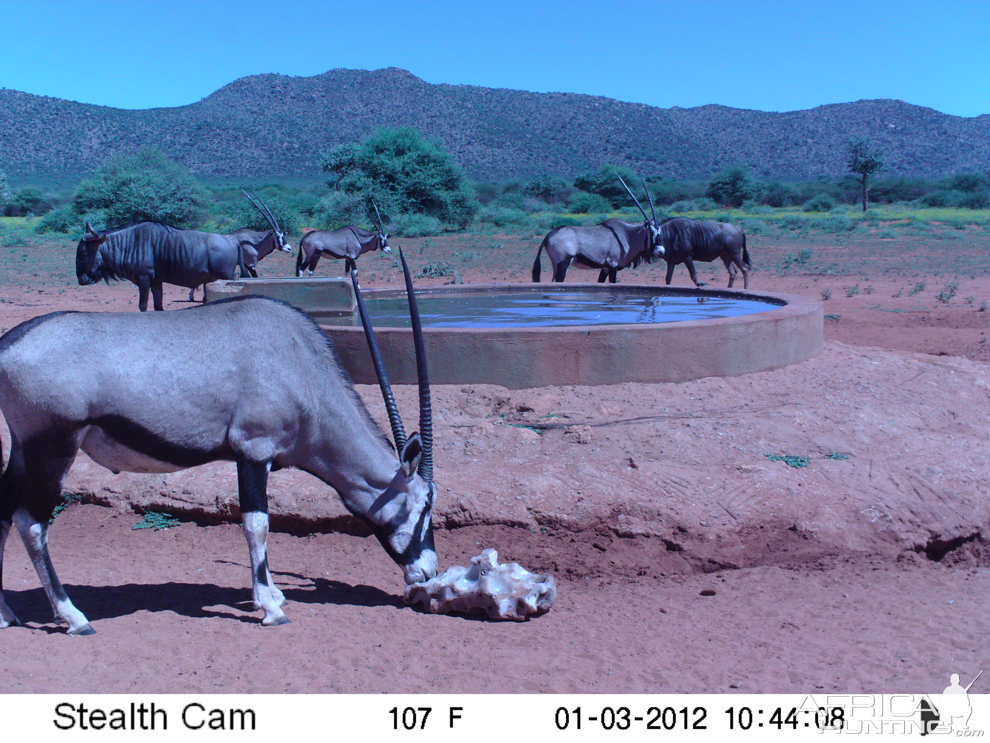 Trail Camera Namibia