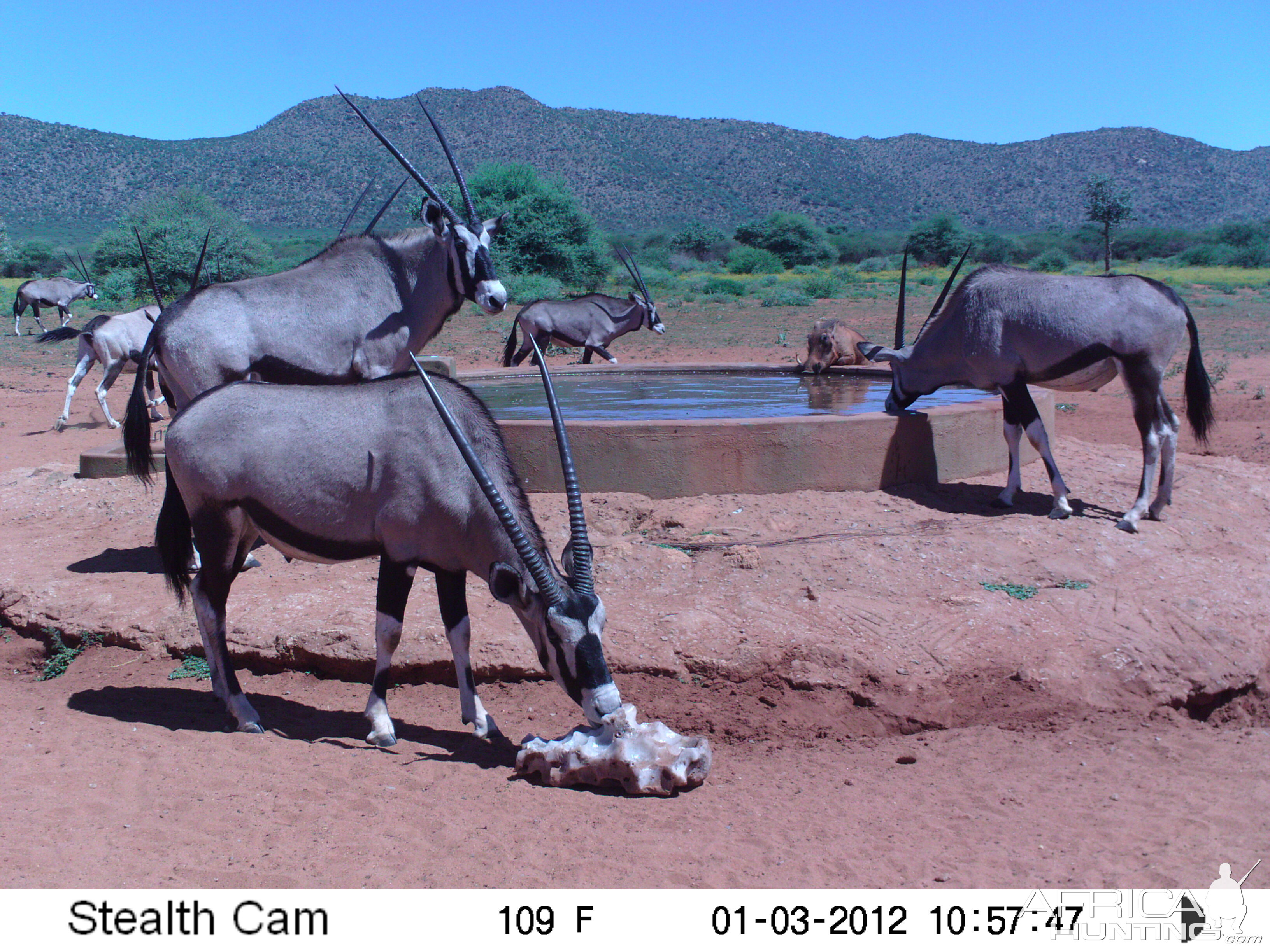 Trail Camera Namibia