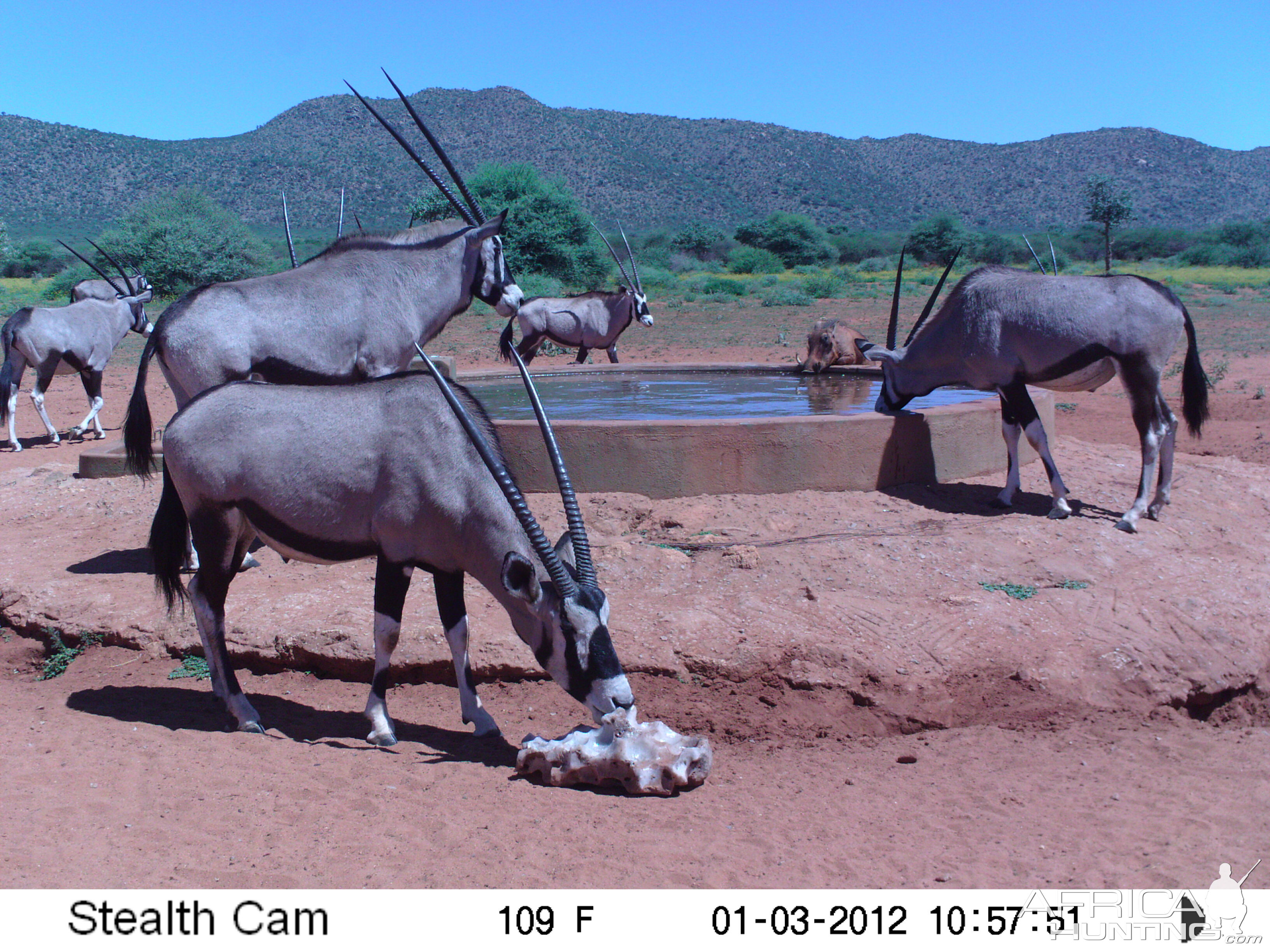 Trail Camera Namibia