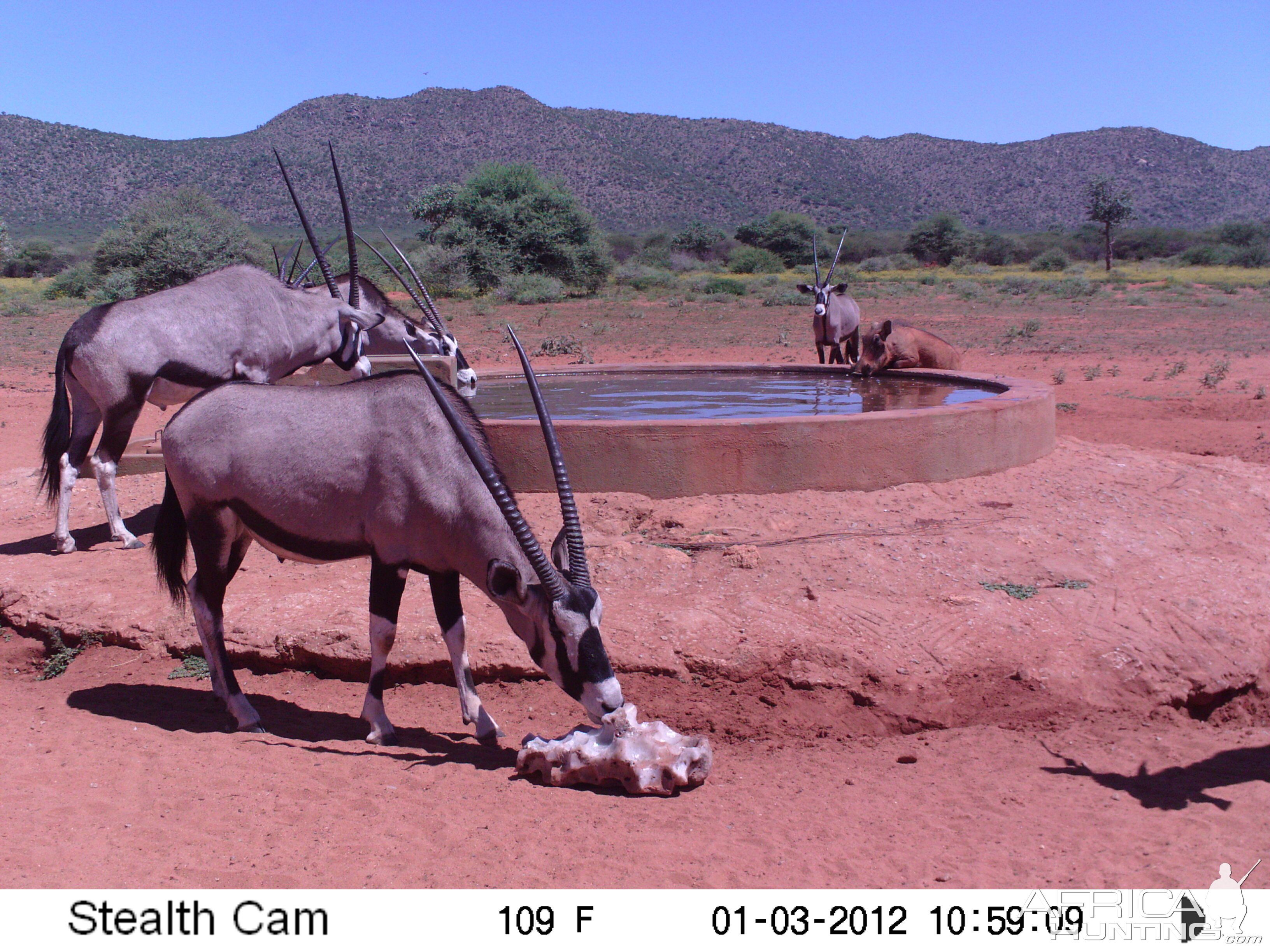 Trail Camera Namibia