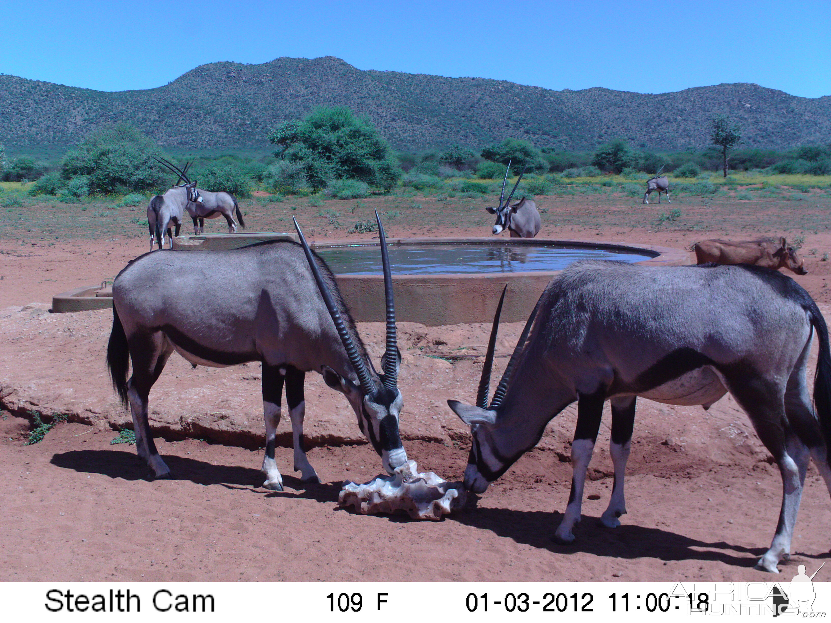 Trail Camera Namibia