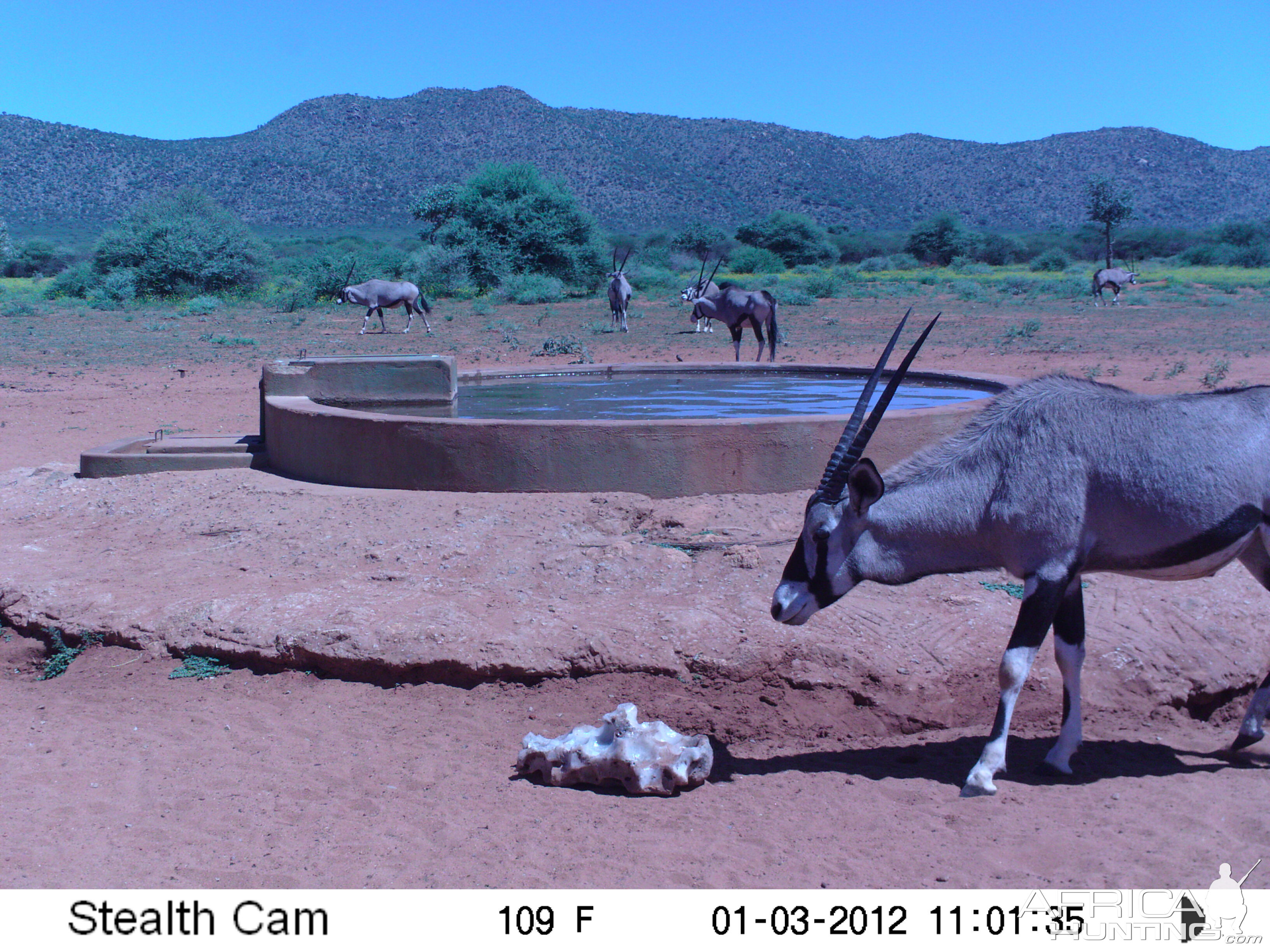 Trail Camera Namibia